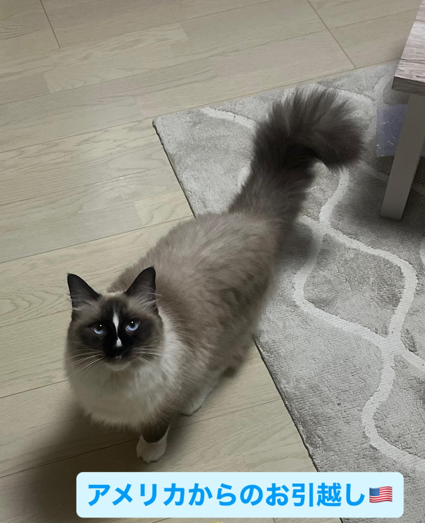 【アメリカからネコちゃん1匹お引越し】 こんにちは・・・ イメージ1