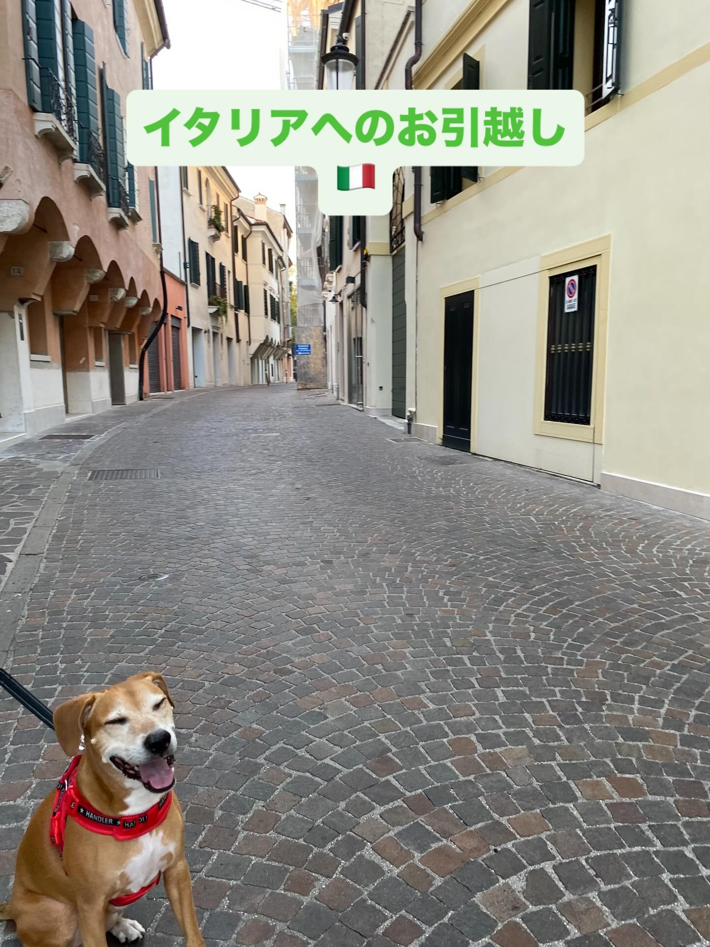 【イタリアへワンちゃん1頭を輸出いたしました】 こ･･･ イメージ1