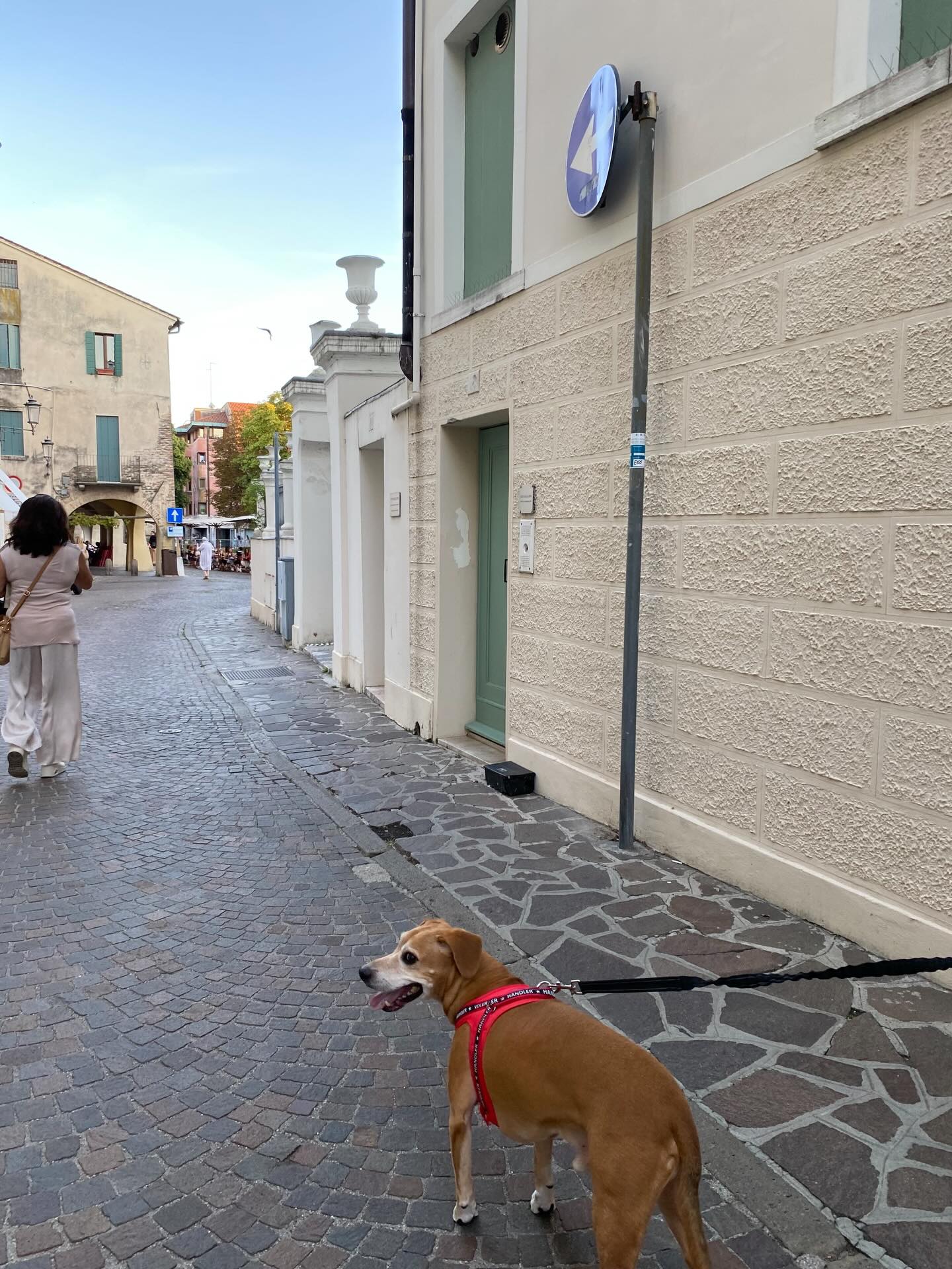 【イタリアへワンちゃん1頭を輸出いたしました】 こ･･･ イメージ2