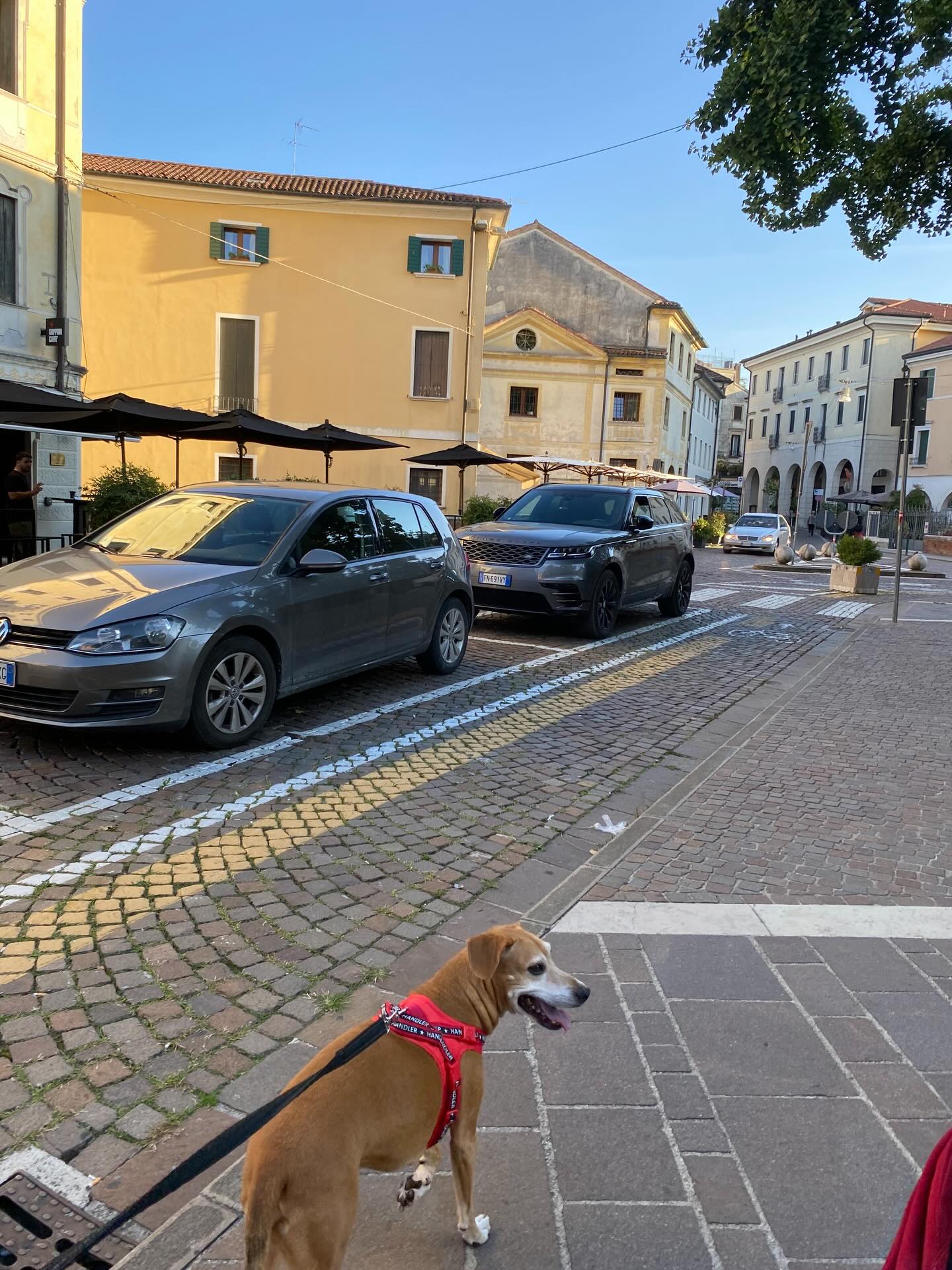 【イタリアへワンちゃん1頭を輸出いたしました】 こ･･･ イメージ3