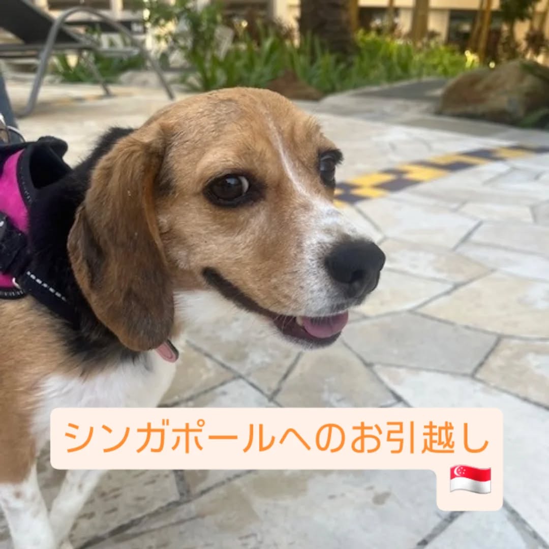 【シンガポールにワンちゃん1頭を輸出しました】 こ・・・ イメージ1