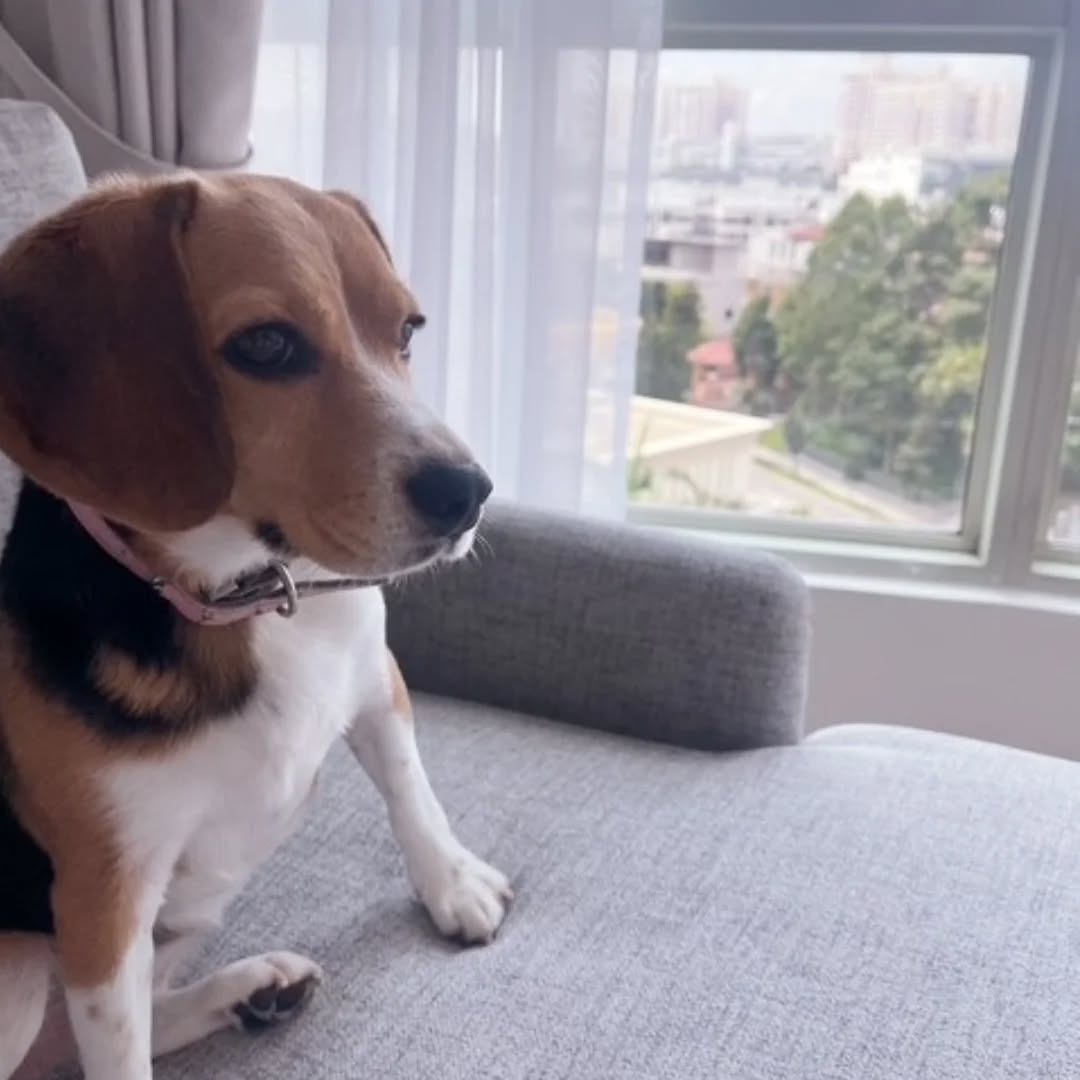 【シンガポールにワンちゃん1頭を輸出しました】 こ・・・ イメージ2