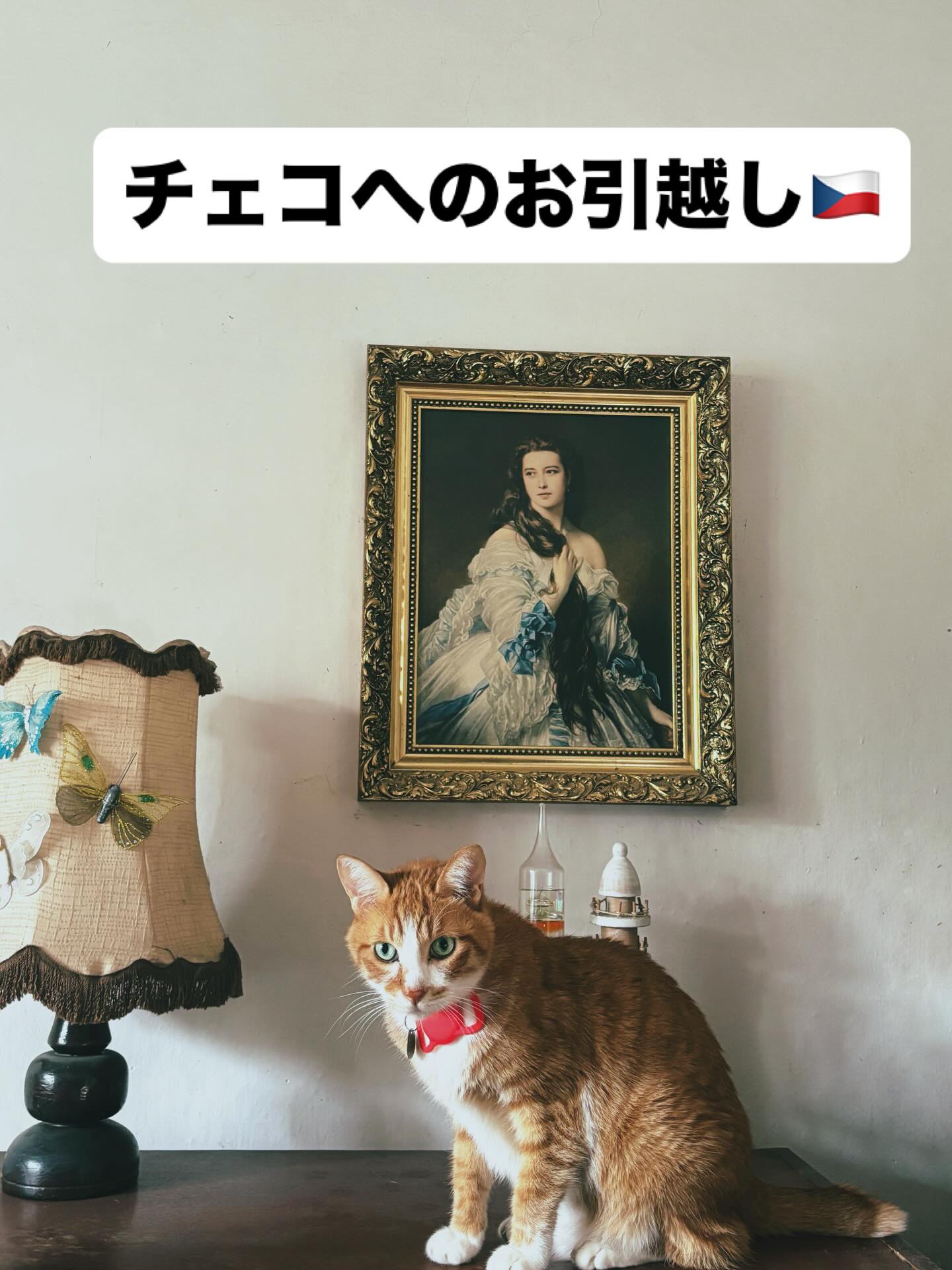 【チェコへネコちゃん2頭を輸出いたしました】 こん・・・ イメージ1