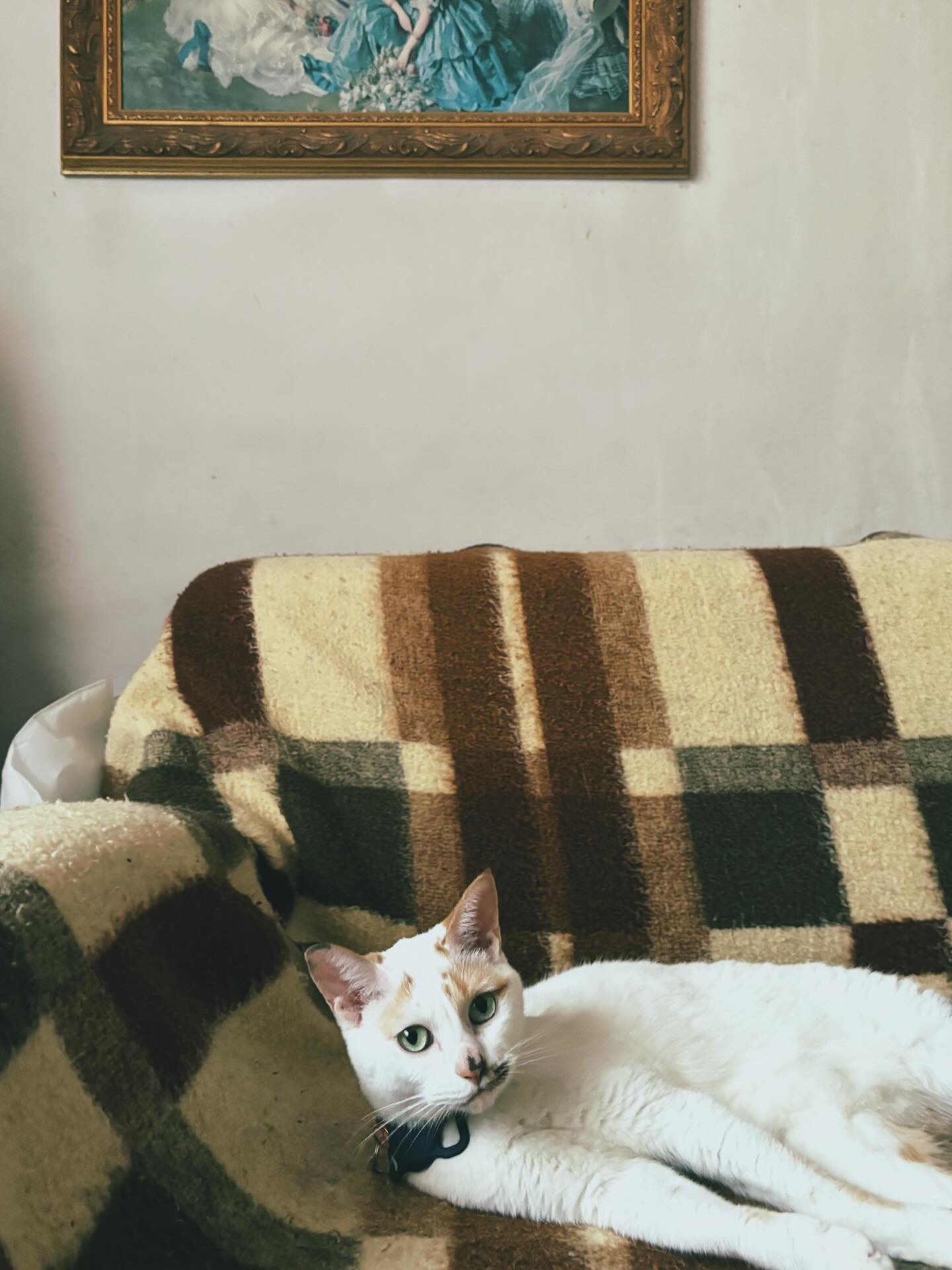 【チェコへネコちゃん2頭を輸出いたしました】 こん・・・ イメージ2