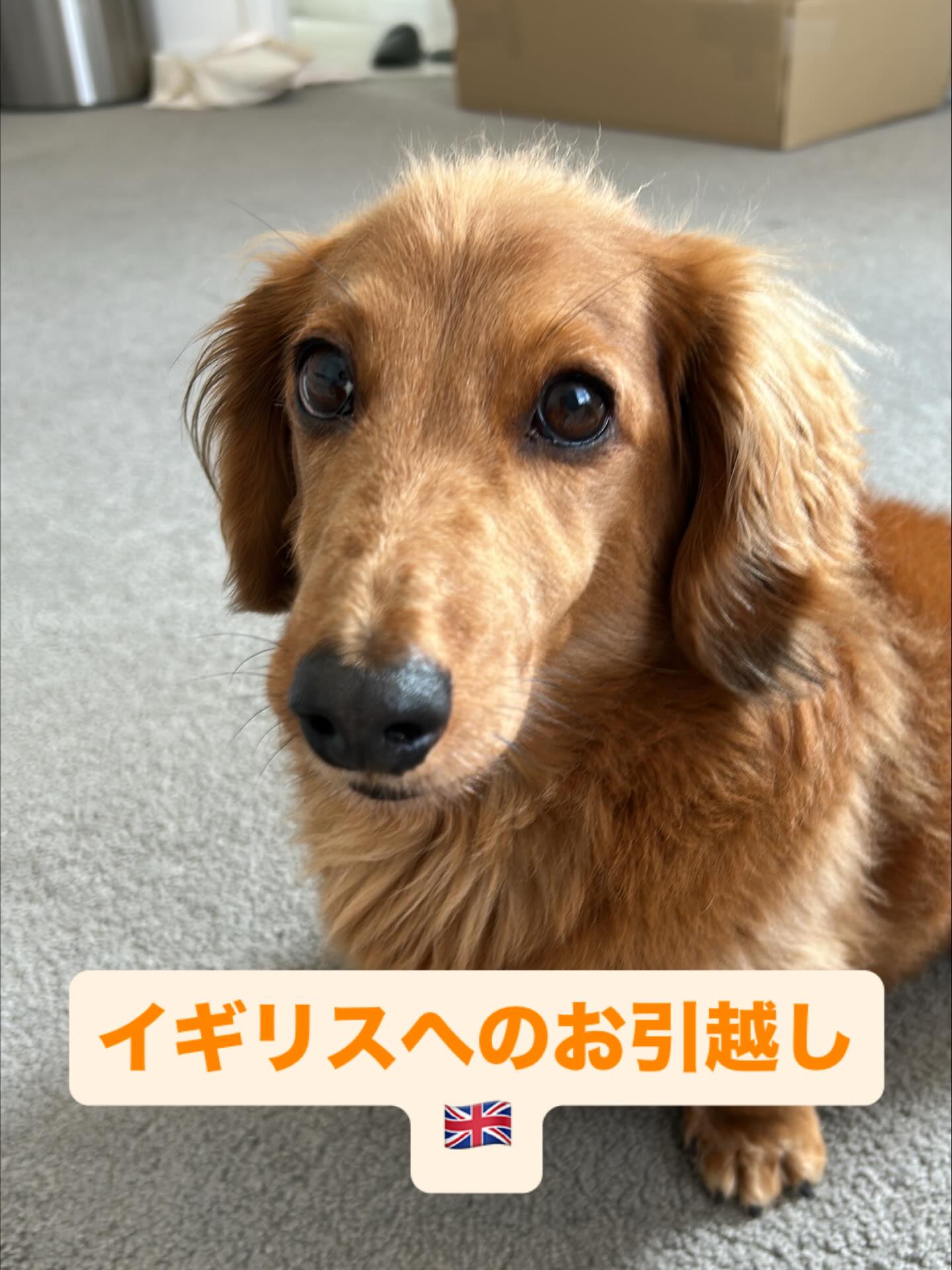 【イギリスへワンちゃん1頭を輸出いたしました】 こ・・・ イメージ1