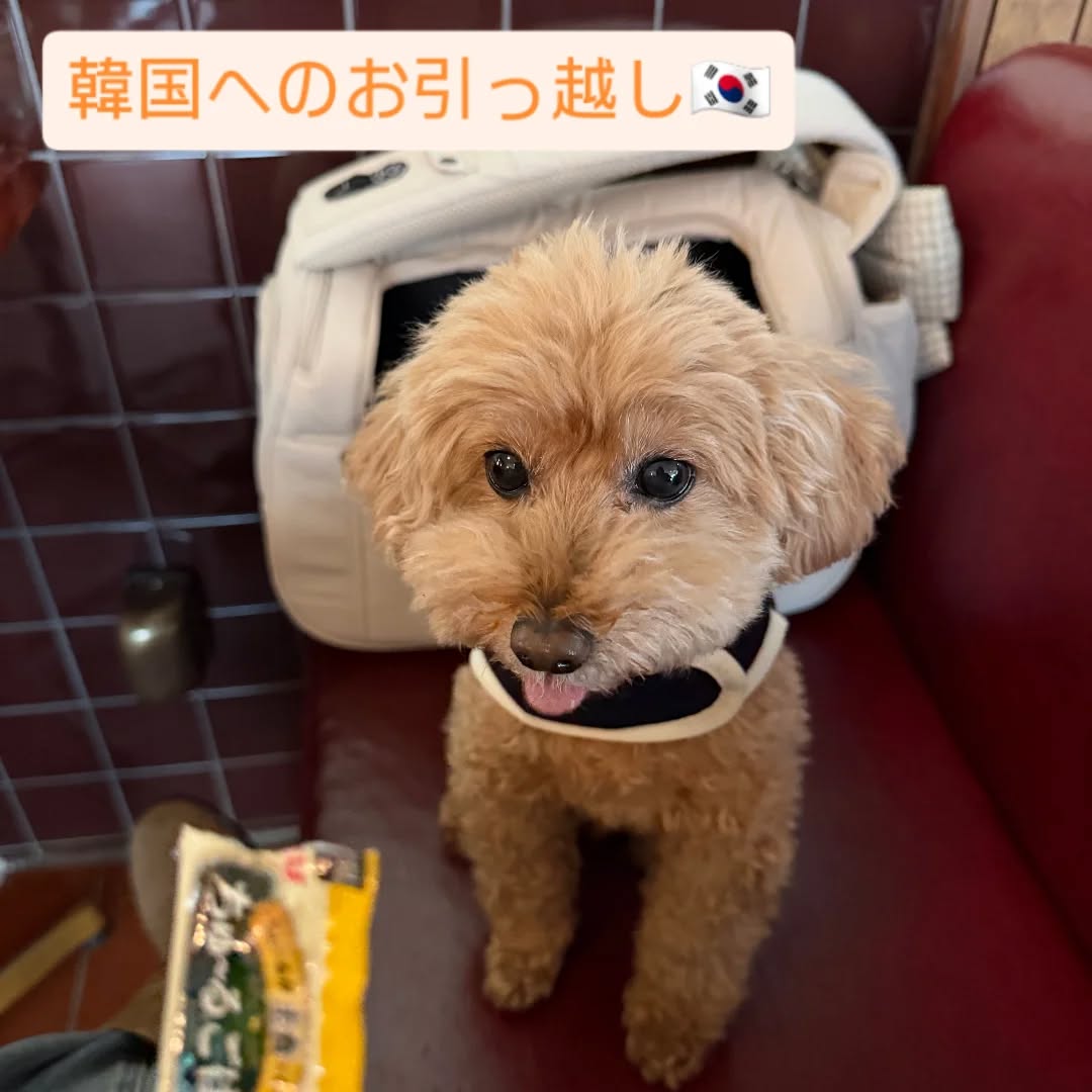 【韓国にワンちゃん1頭を輸出しました】 こんにちは・・・ イメージ1