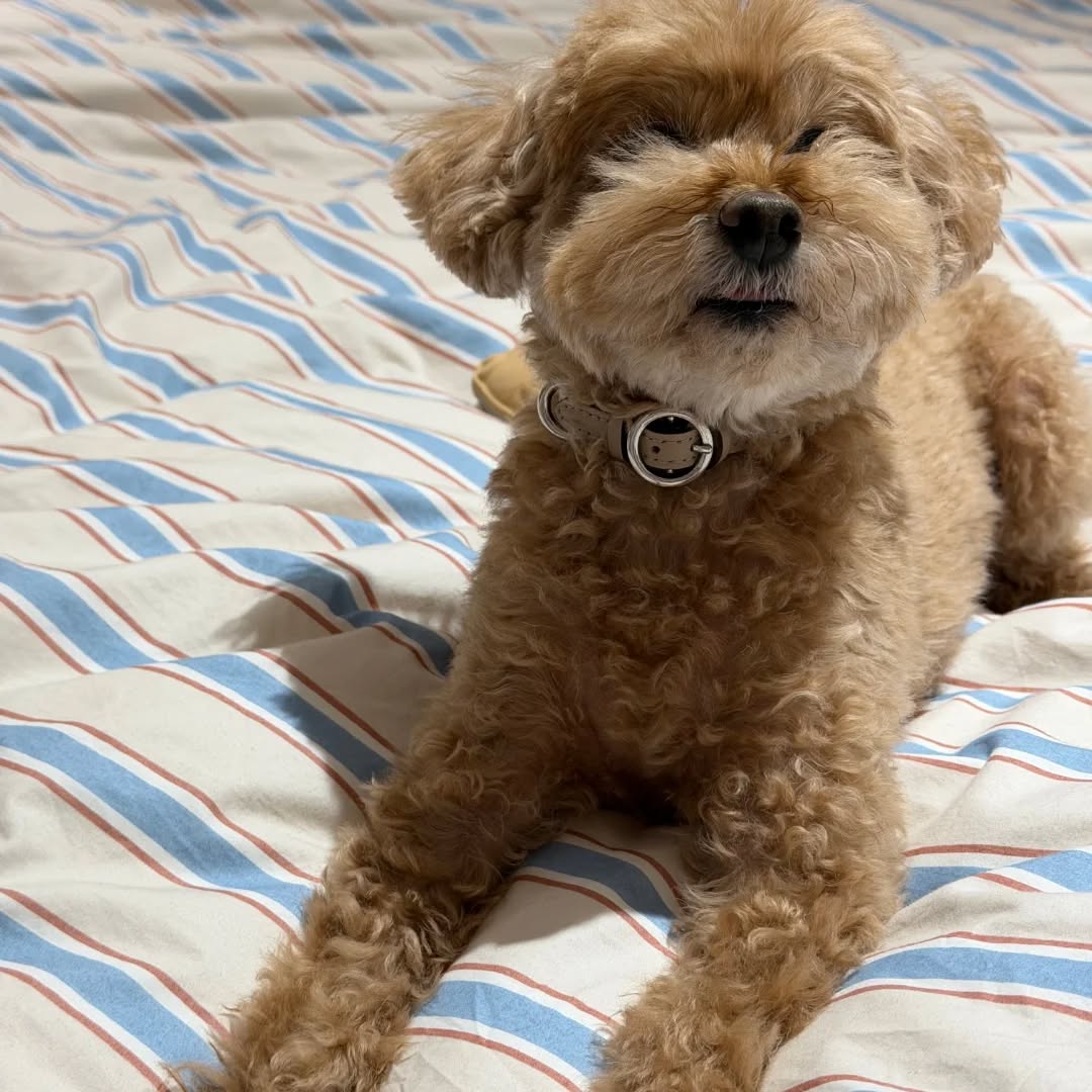 【韓国にワンちゃん1頭を輸出しました】 こんにちは・・・ イメージ2