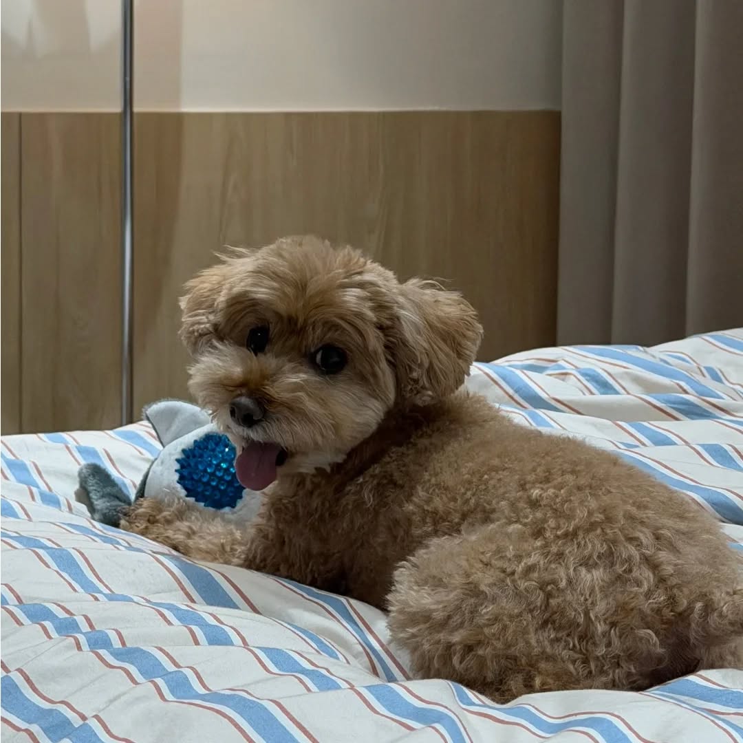 【韓国にワンちゃん1頭を輸出しました】 こんにちは・・・ イメージ3