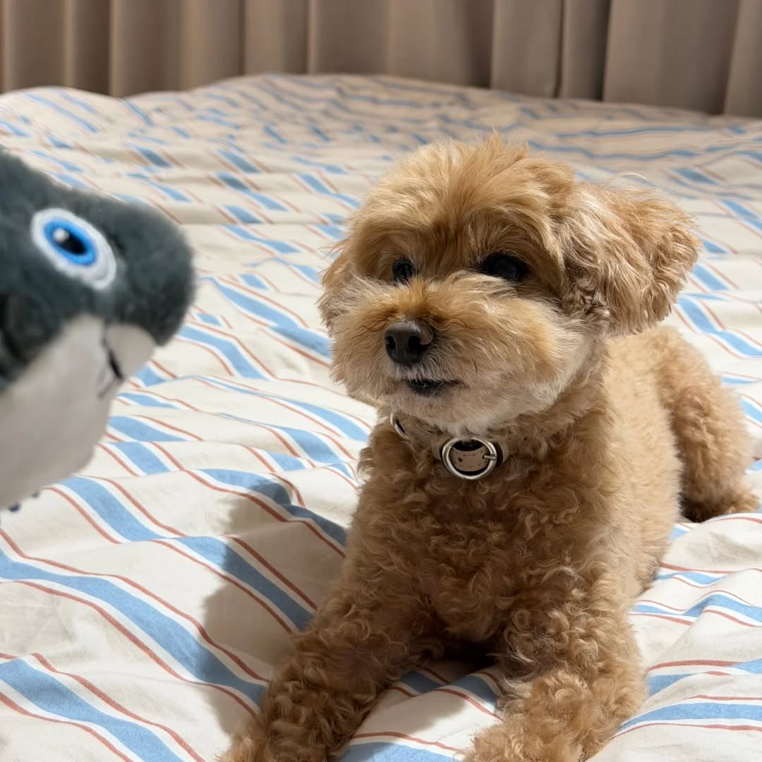 【韓国にワンちゃん1頭を輸出しました】 こんにちは・・・ イメージ4