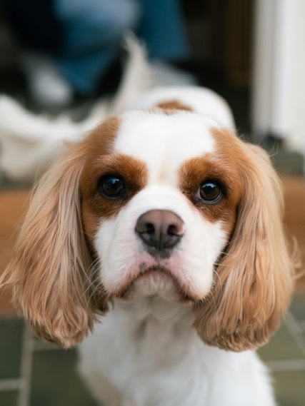 【オーストラリアへワンちゃん1頭を輸出しました】 ･･･ イメージ2