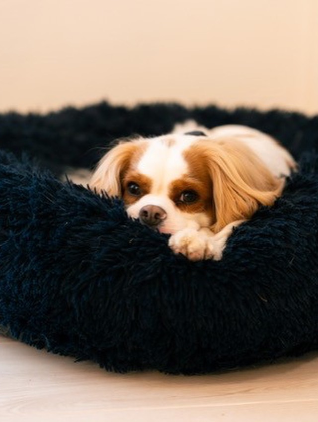 【オーストラリアへワンちゃん1頭を輸出しました】 ･･･ イメージ3