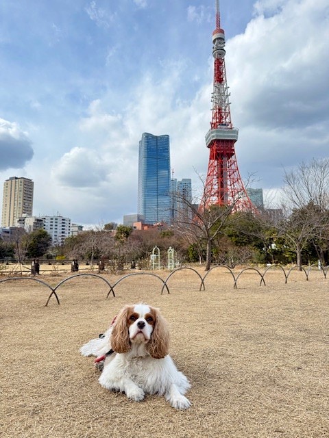 【オーストラリアへワンちゃん1頭を輸出しました】 ･･･ イメージ4