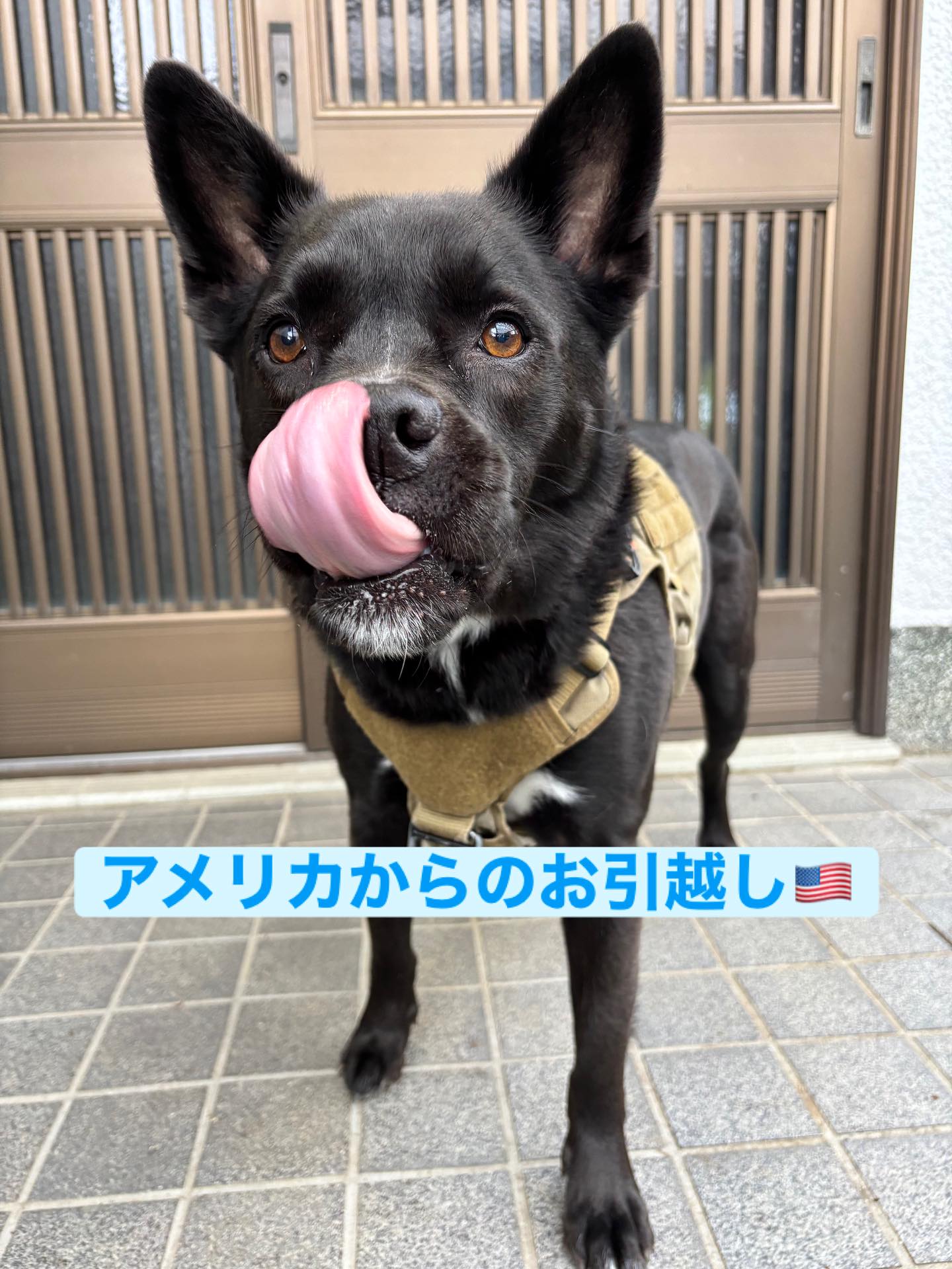 【アメリカからワンちゃん1頭お引越し】 こんにちは・・・ イメージ1