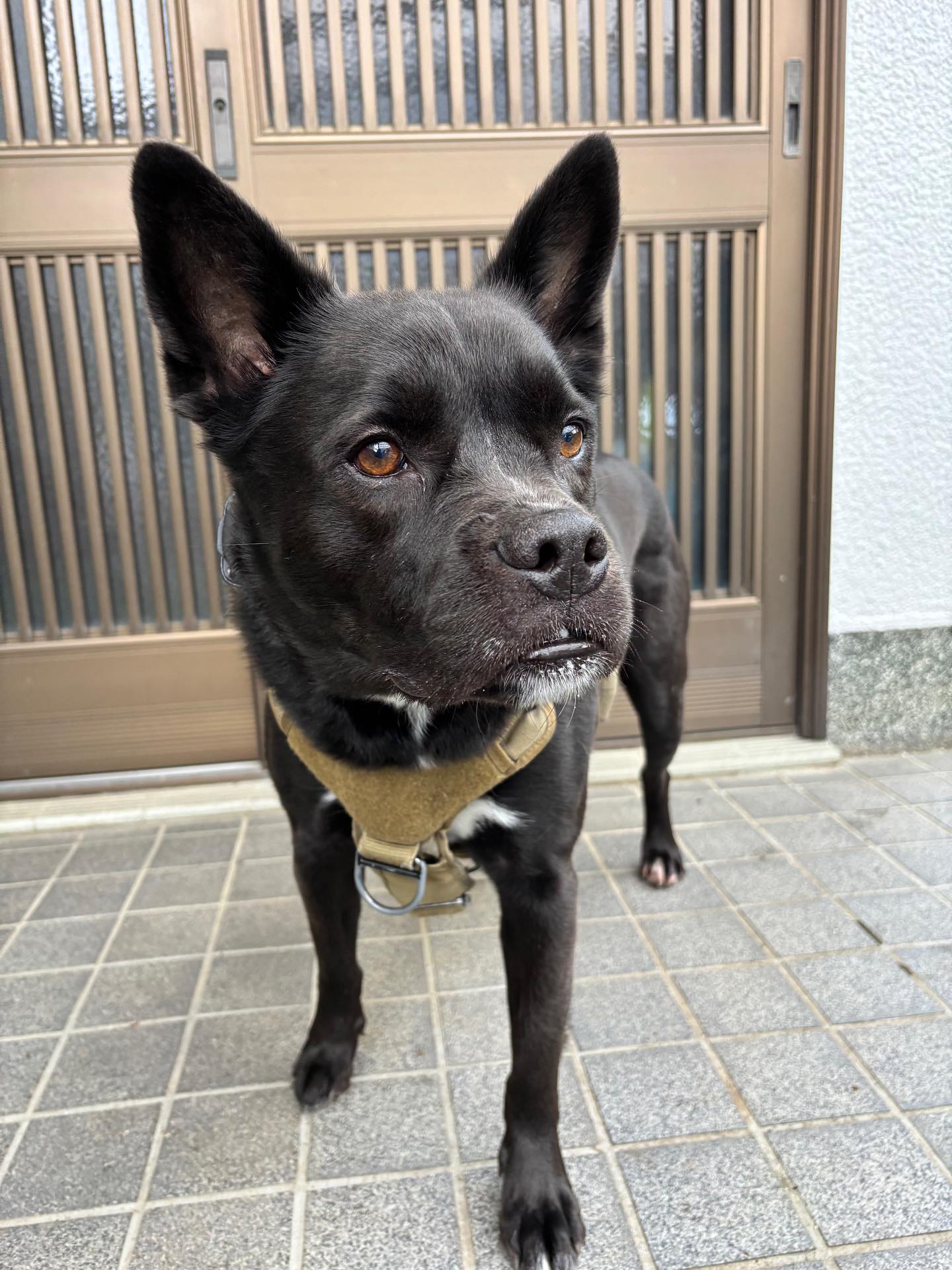 【アメリカからワンちゃん1頭お引越し】 こんにちは・・・ イメージ2