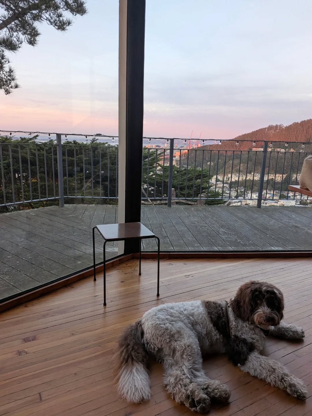 【アメリカへのワンちゃん1頭お引越し】 こんにちは･･･ イメージ2