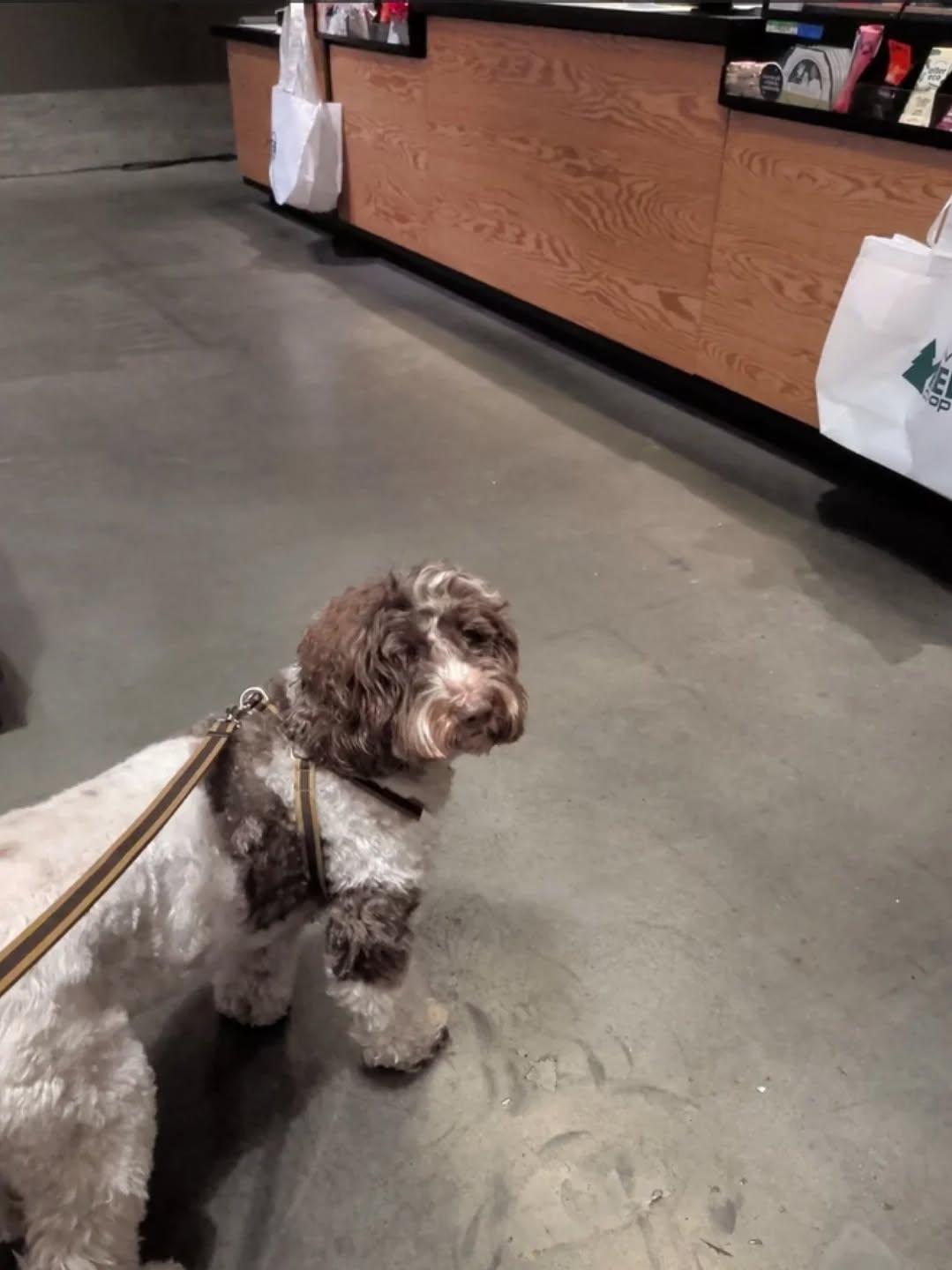 【アメリカへのワンちゃん1頭お引越し】 こんにちは･･･ イメージ4