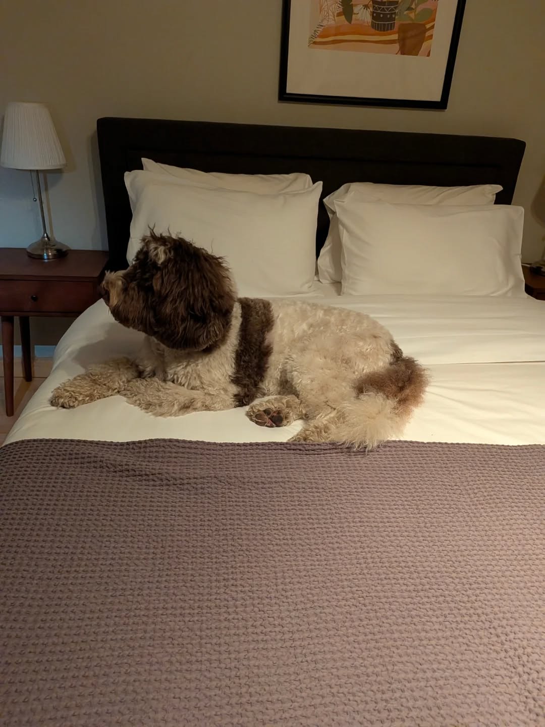 【アメリカへのワンちゃん1頭お引越し】 こんにちは･･･ イメージ5