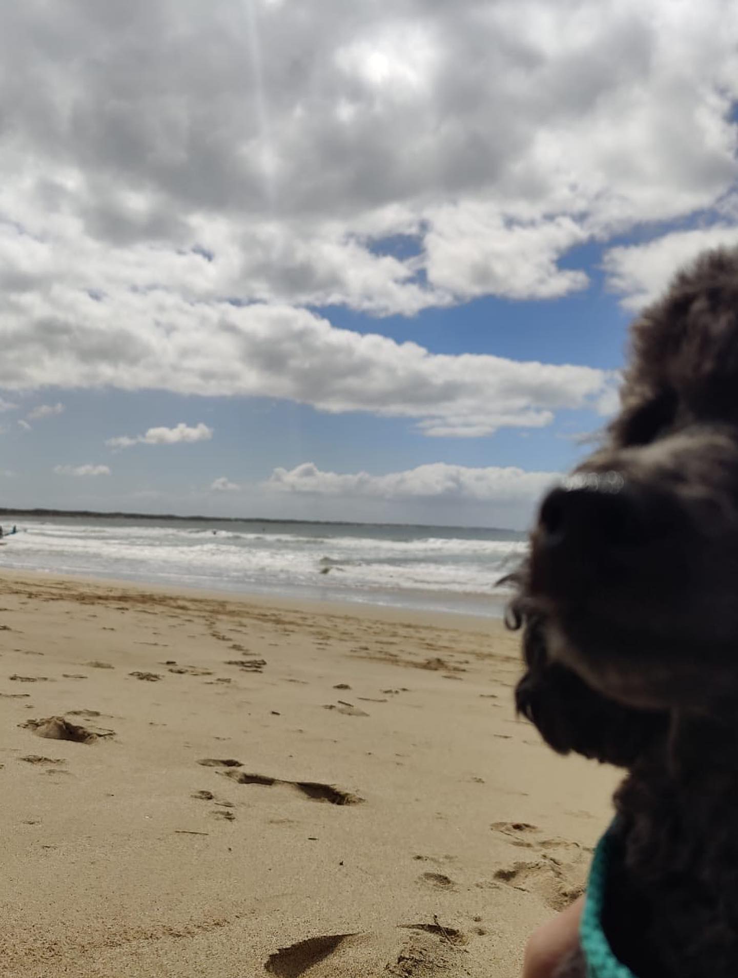 【オーストラリアへワンちゃん1頭を輸出しました】 ･･･ イメージ3