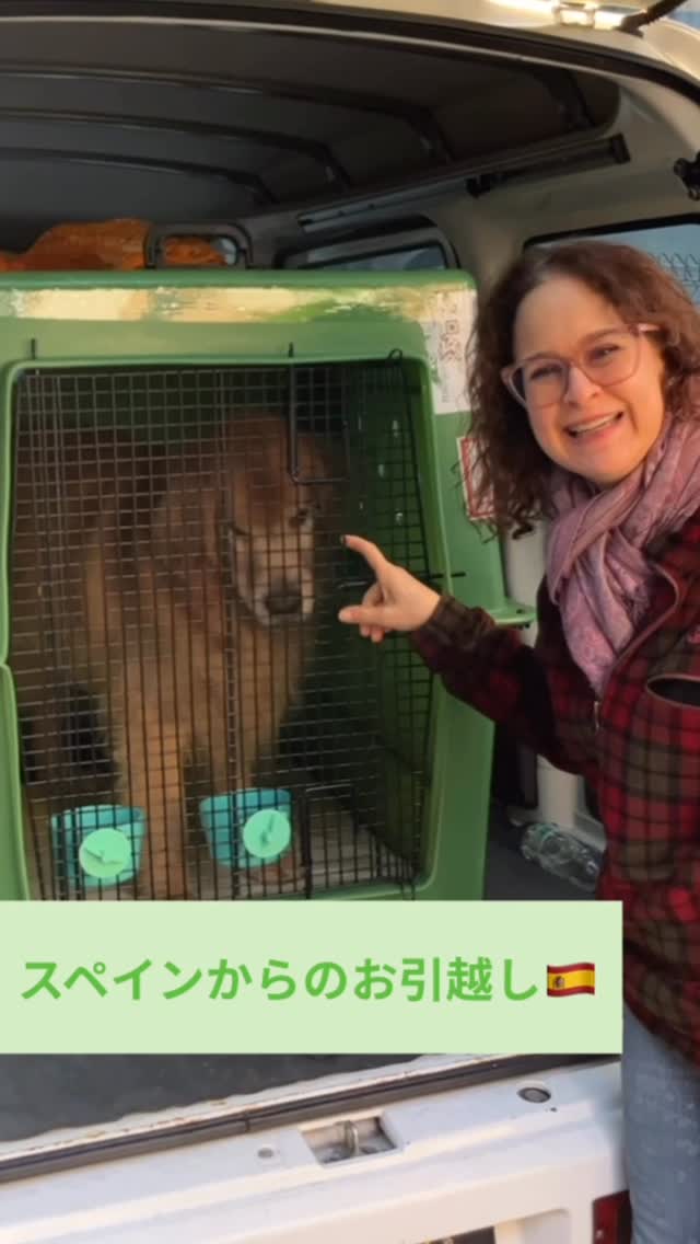 【スペインからワンちゃん1頭を輸入しました】・・・･･･ イメージ1