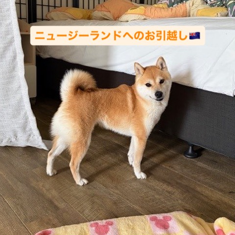 【ニュージーランドへワンちゃん1頭を輸出しました】･･･ イメージ1