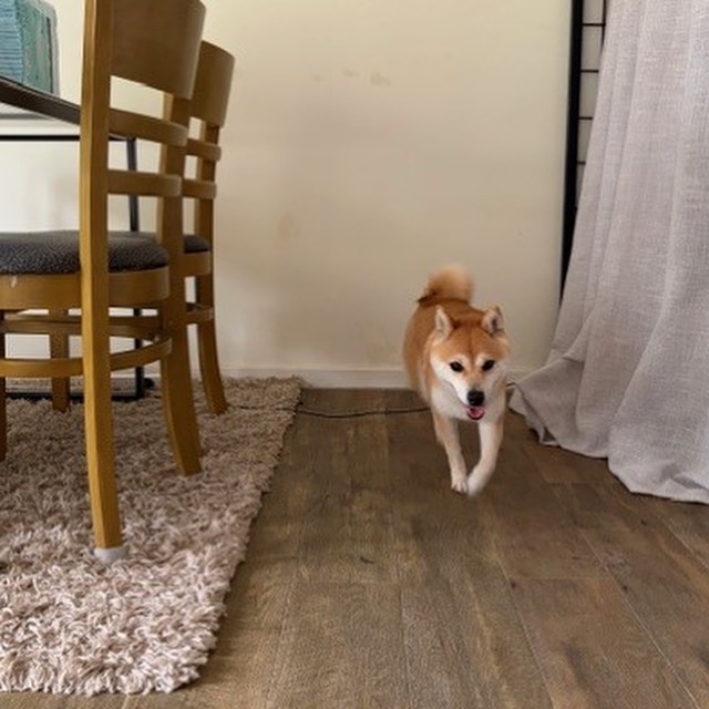 【ニュージーランドへワンちゃん1頭を輸出しました】･･･ イメージ3