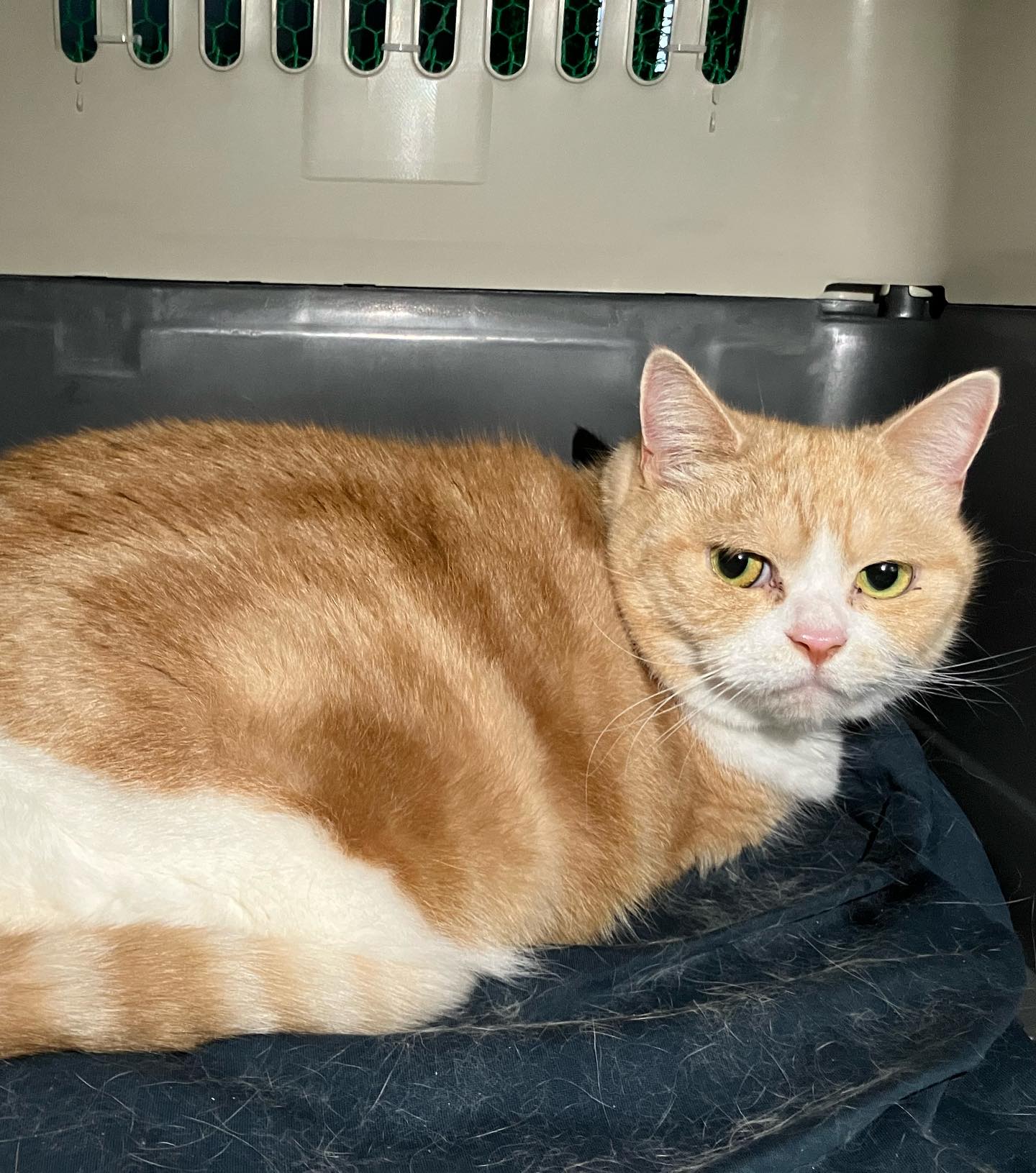 【オーストラリアへネコちゃん2頭を輸出しました】 ･･･ イメージ2