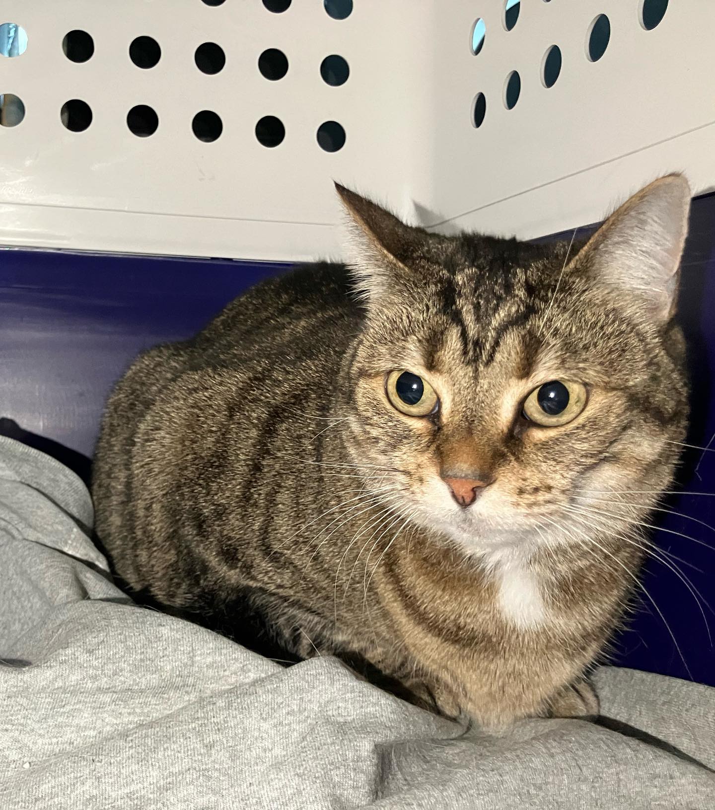 【オーストラリアへネコちゃん2頭を輸出しました】 ･･･ イメージ3