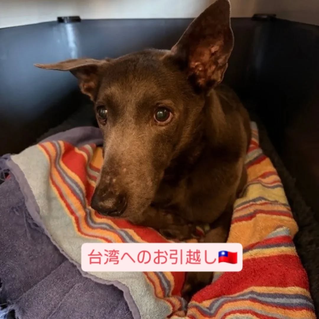 【台湾へのワンちゃん1頭お引越し】 こんにちは！ペ･･･ イメージ1