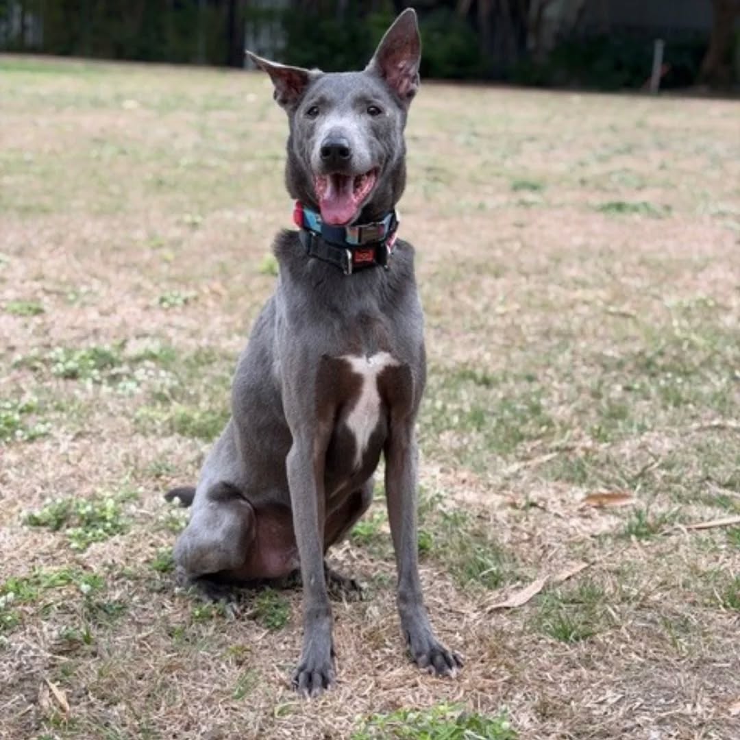 【台湾へのワンちゃん1頭お引越し】 こんにちは！ペ･･･ イメージ2