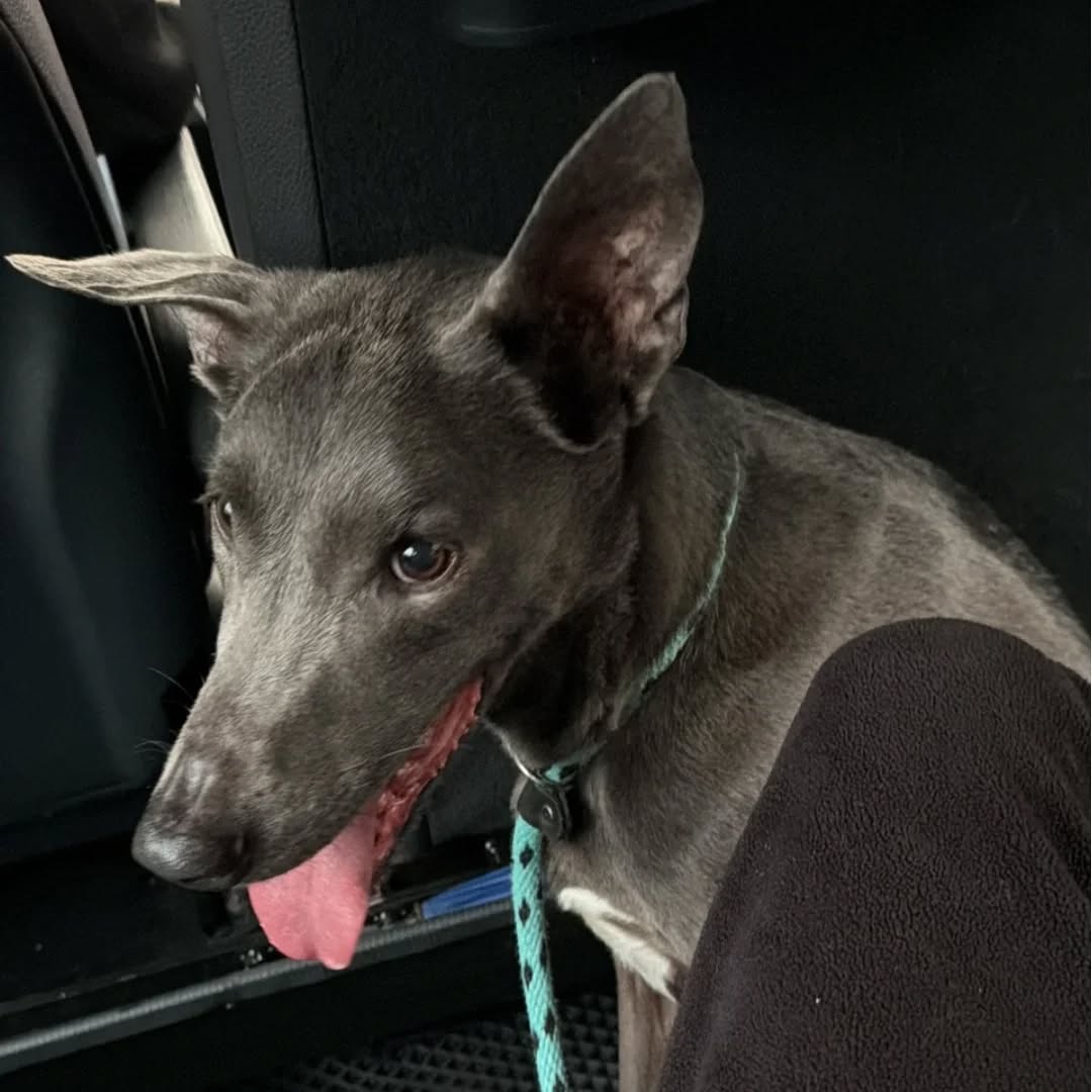 【台湾へのワンちゃん1頭お引越し】 こんにちは！ペ･･･ イメージ3