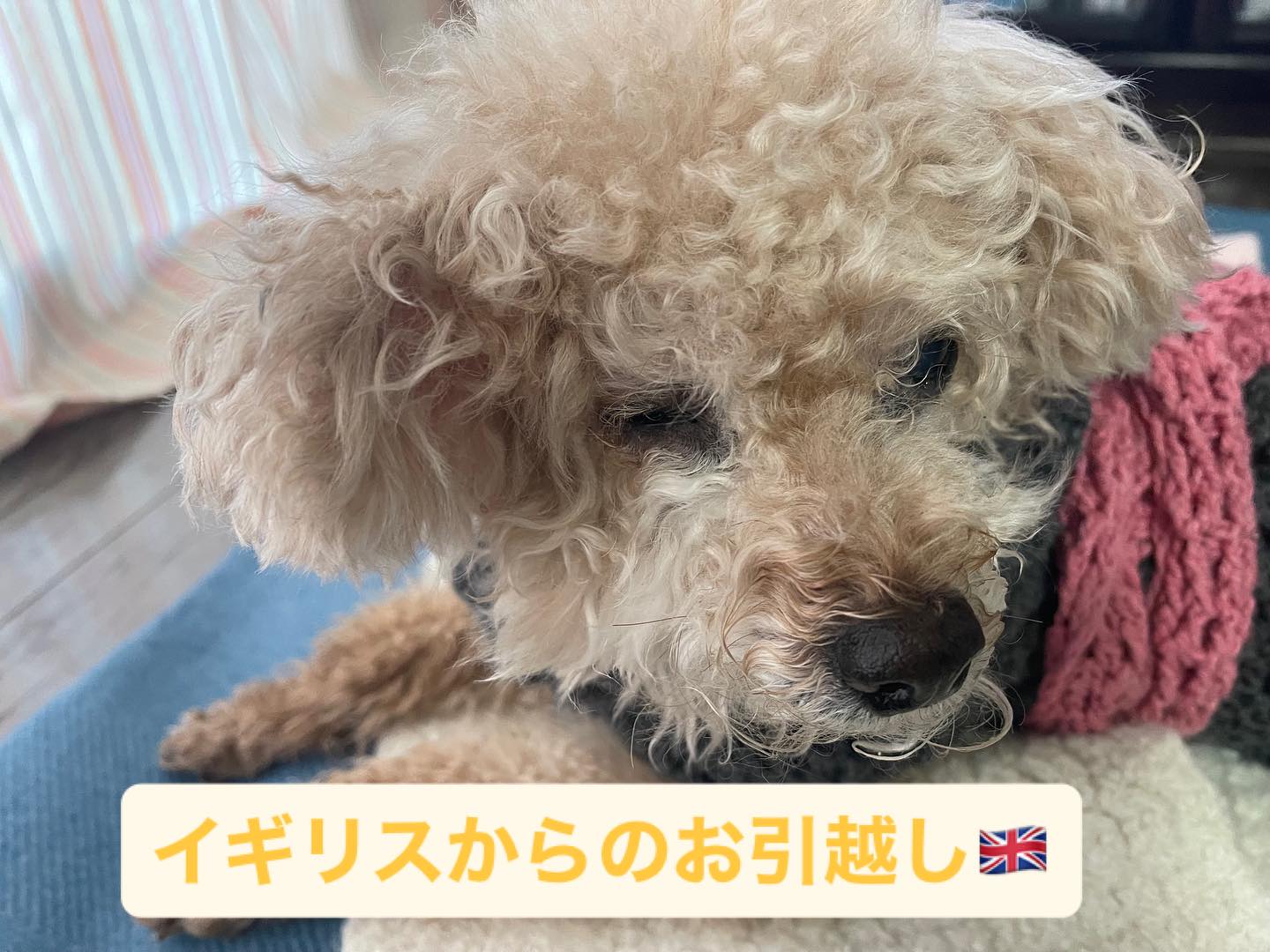 【イギリスからワンちゃん1頭お引越し】 こんにちは･･･ イメージ1