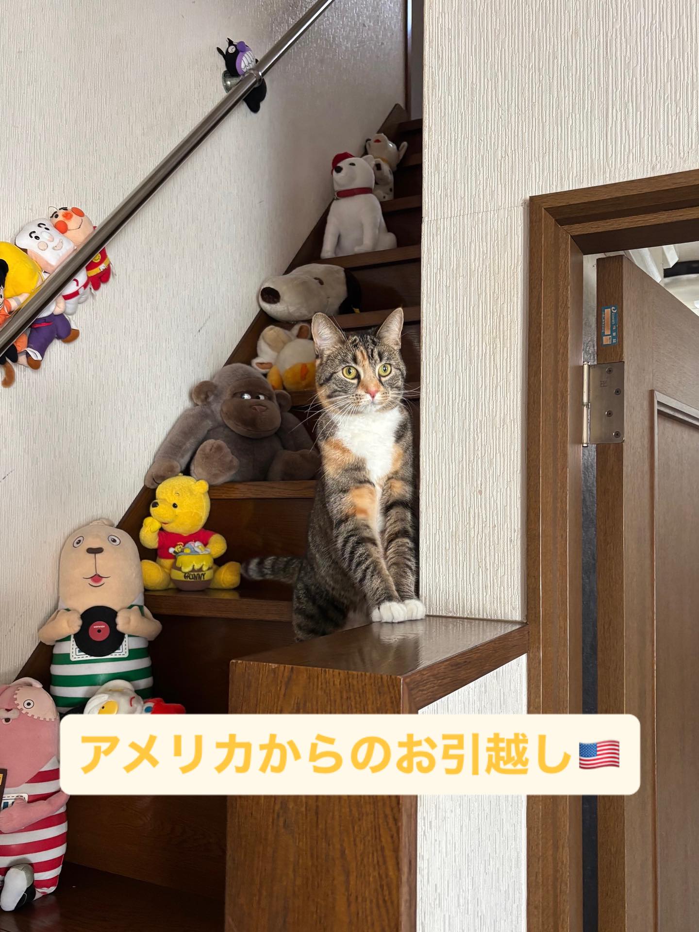 【アメリカからネコちゃん1頭お引越し】 こんにちは・・・ イメージ1