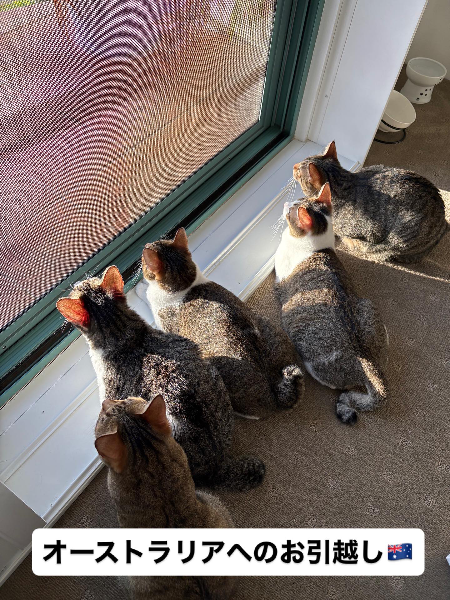 【オーストラリアへネコちゃん5頭を輸出しました】 ･･･ イメージ1