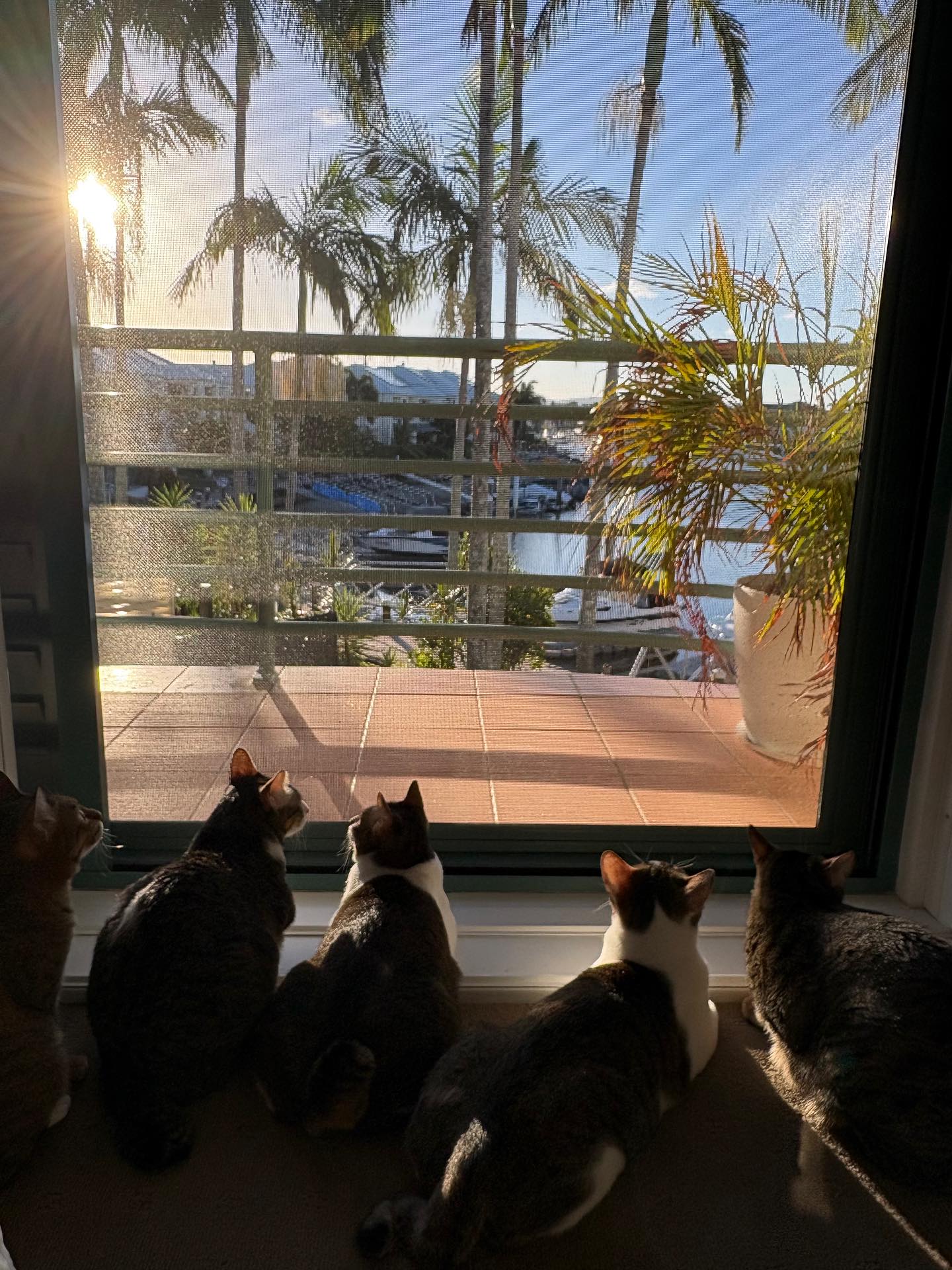 【オーストラリアへネコちゃん5頭を輸出しました】 ･･･ イメージ2