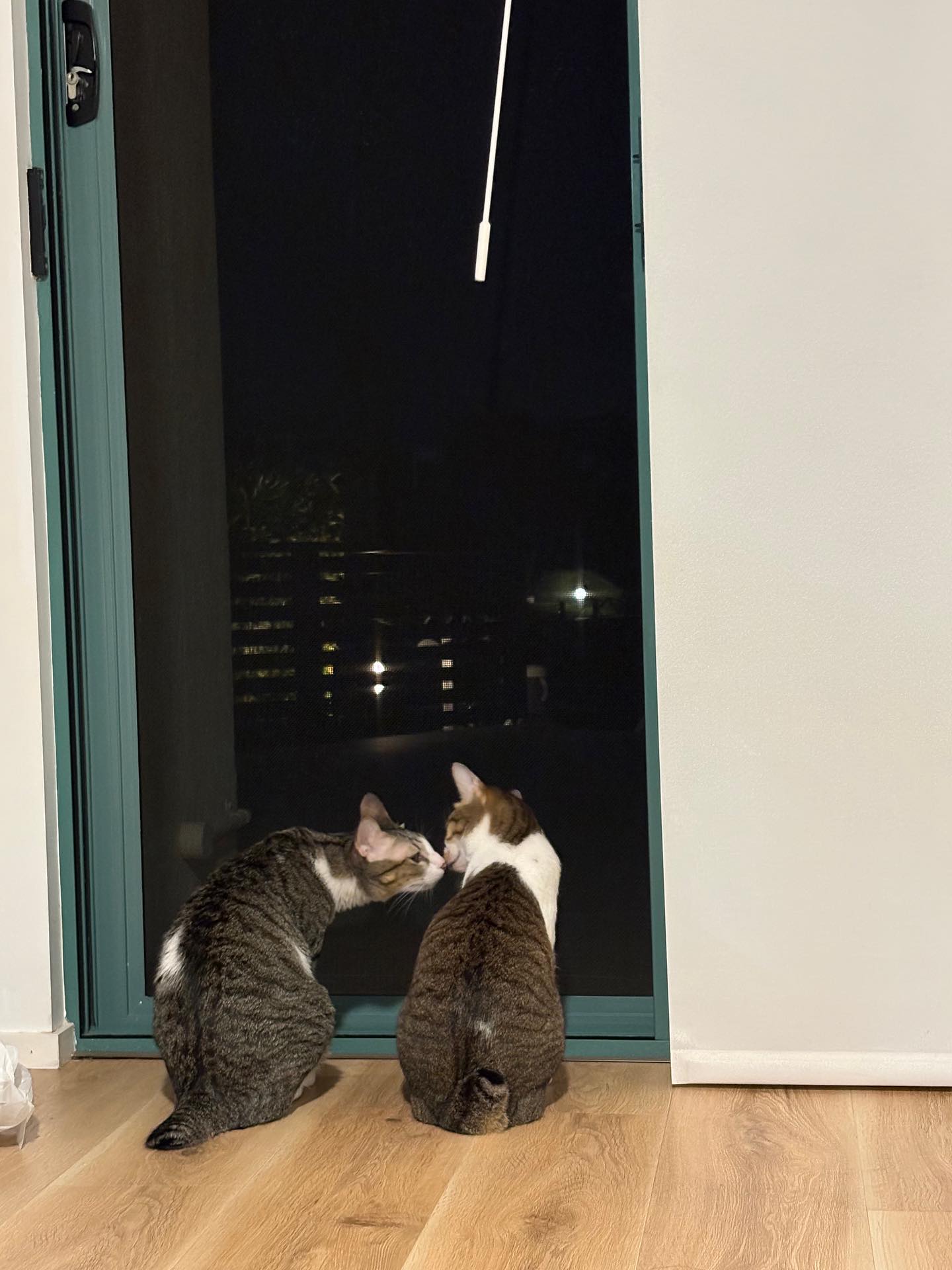 【オーストラリアへネコちゃん5頭を輸出しました】 ･･･ イメージ3