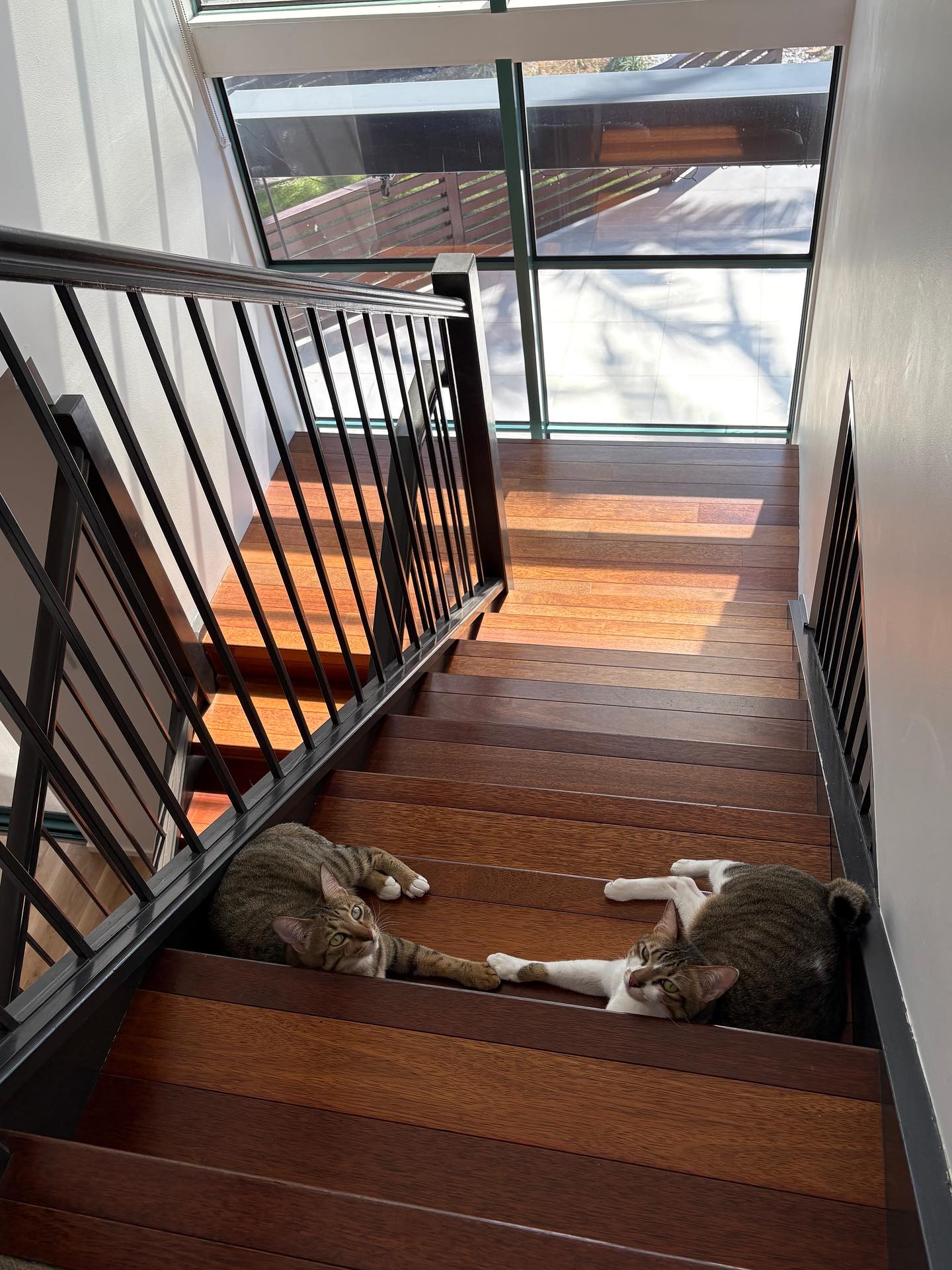 【オーストラリアへネコちゃん5頭を輸出しました】 ･･･ イメージ4