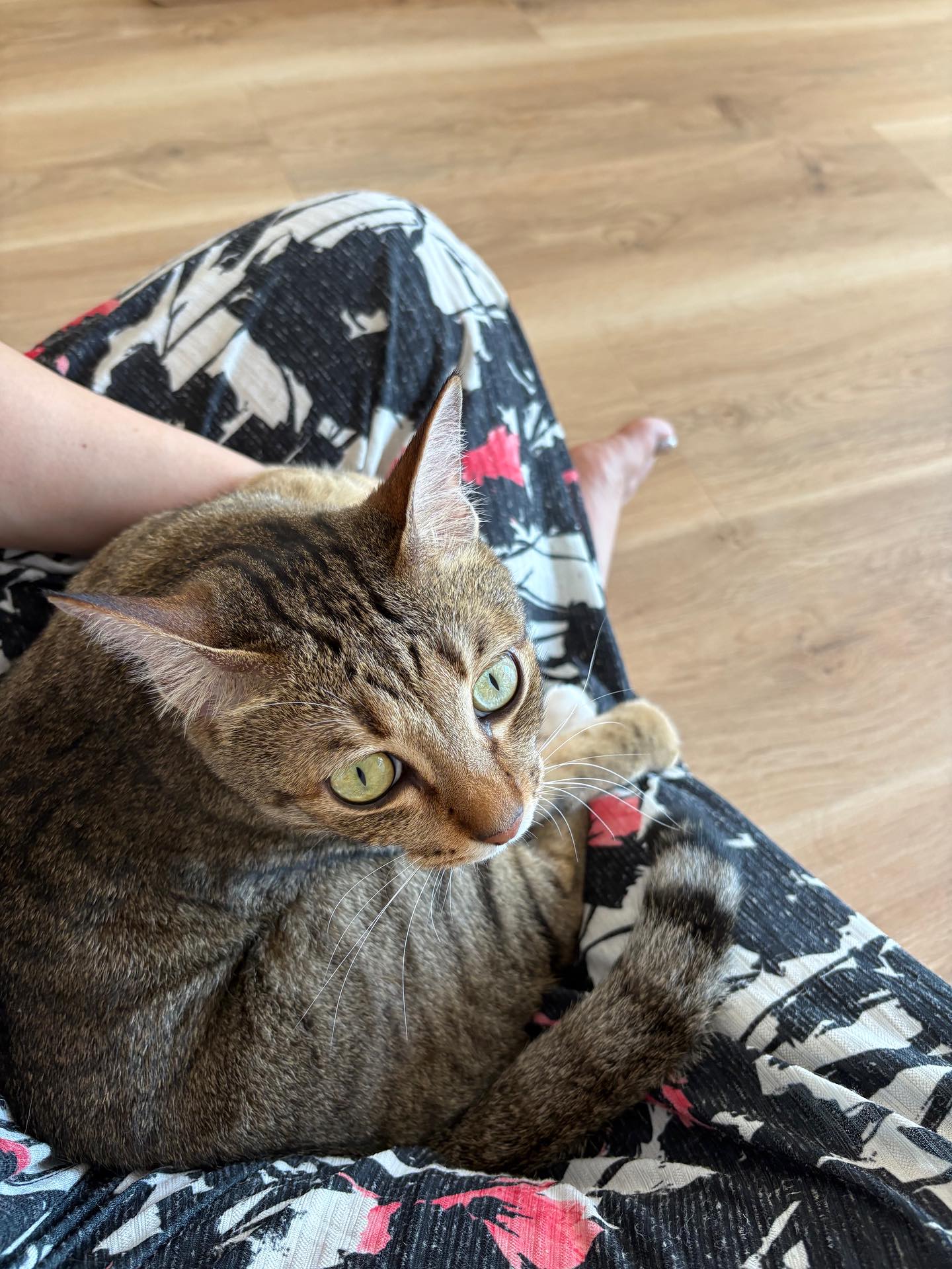 【オーストラリアへネコちゃん5頭を輸出しました】 ･･･ イメージ5