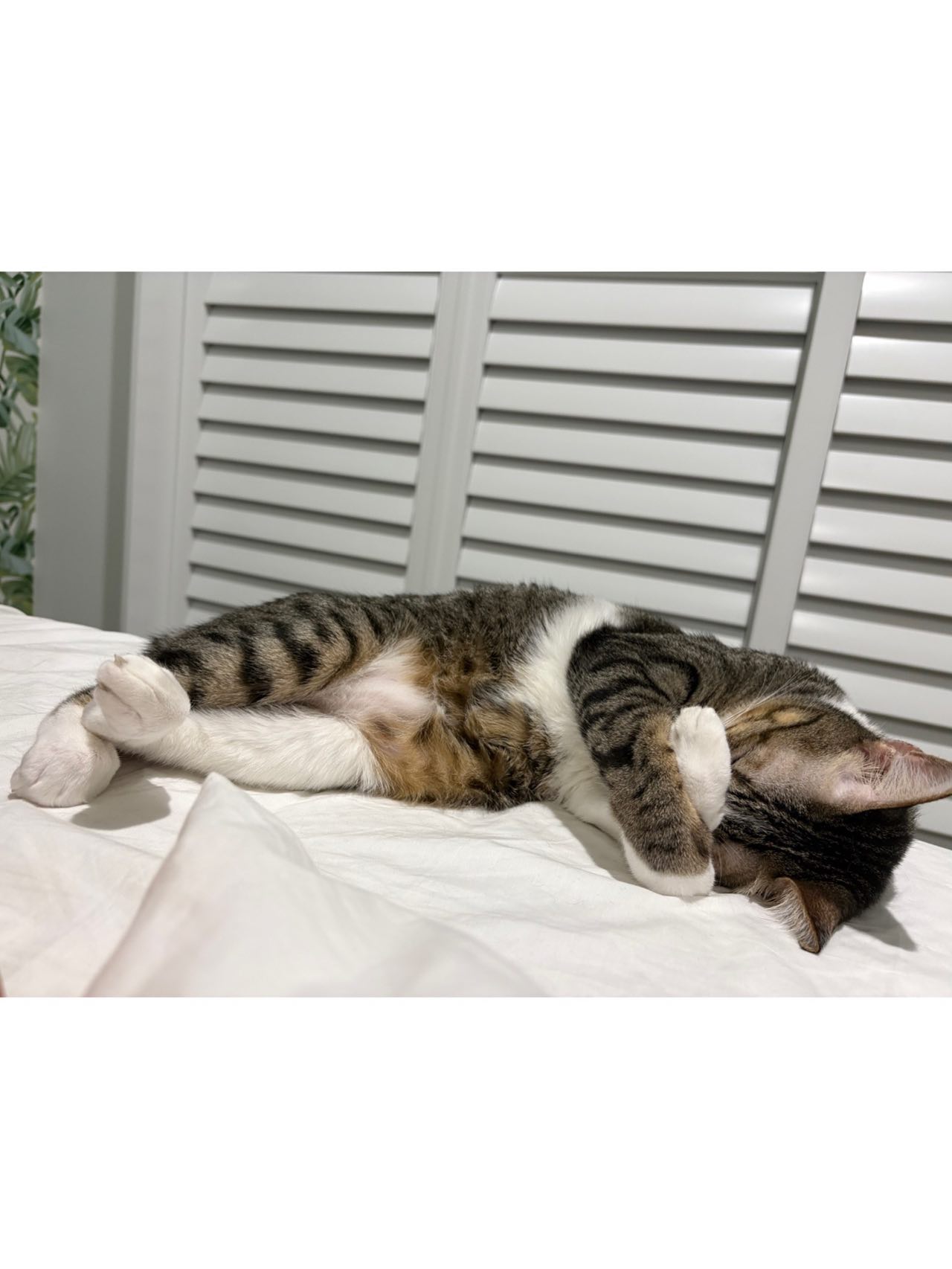 【オーストラリアへネコちゃん5頭を輸出しました】 ･･･ イメージ6