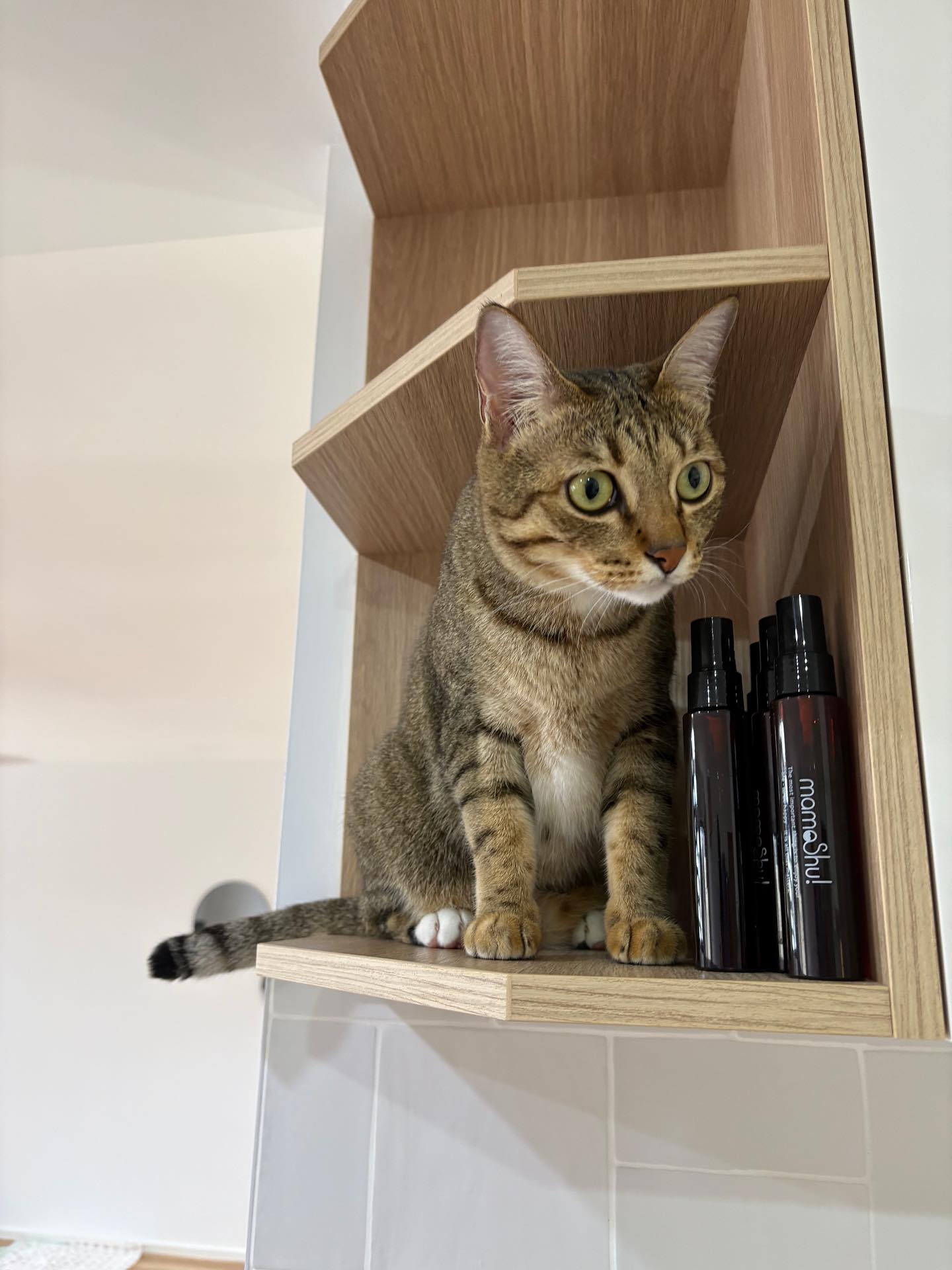 【オーストラリアへネコちゃん5頭を輸出しました】 ･･･ イメージ7