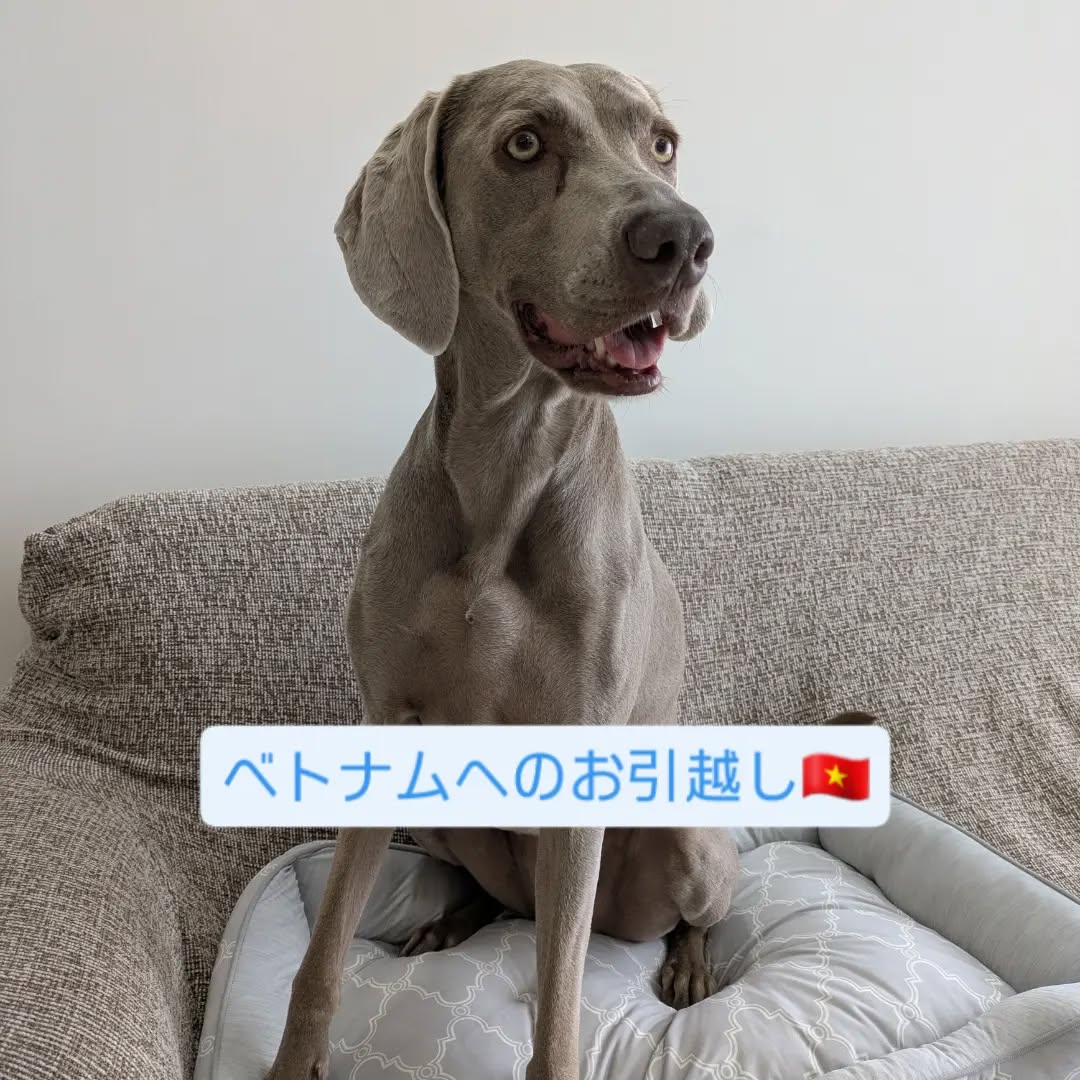 【ベトナムへのワンちゃん2頭のお引越し】 こんにち・・・ イメージ1