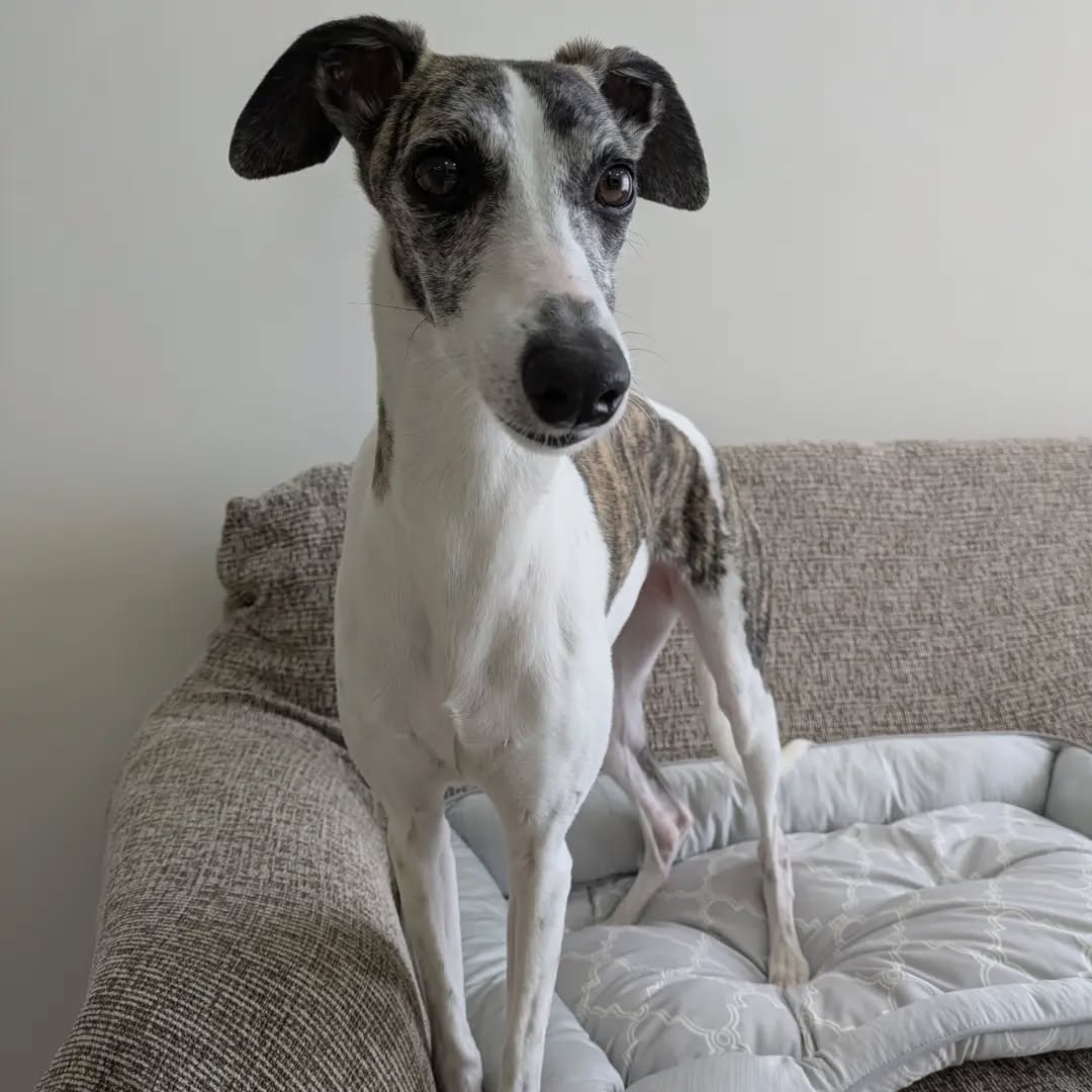 【ベトナムへのワンちゃん2頭のお引越し】 こんにち・・・ イメージ2