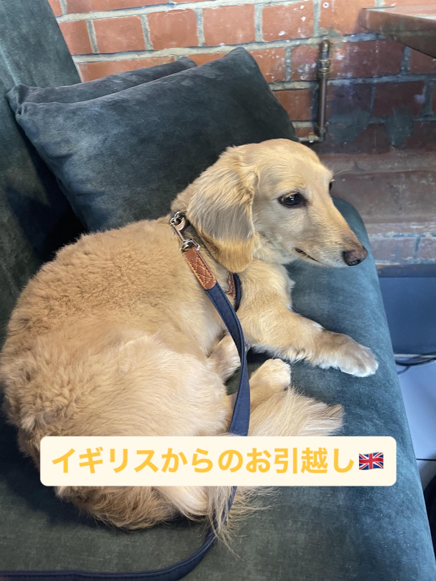 【イギリスからワンちゃん1頭お引越し】 こんにちは･･･ イメージ1