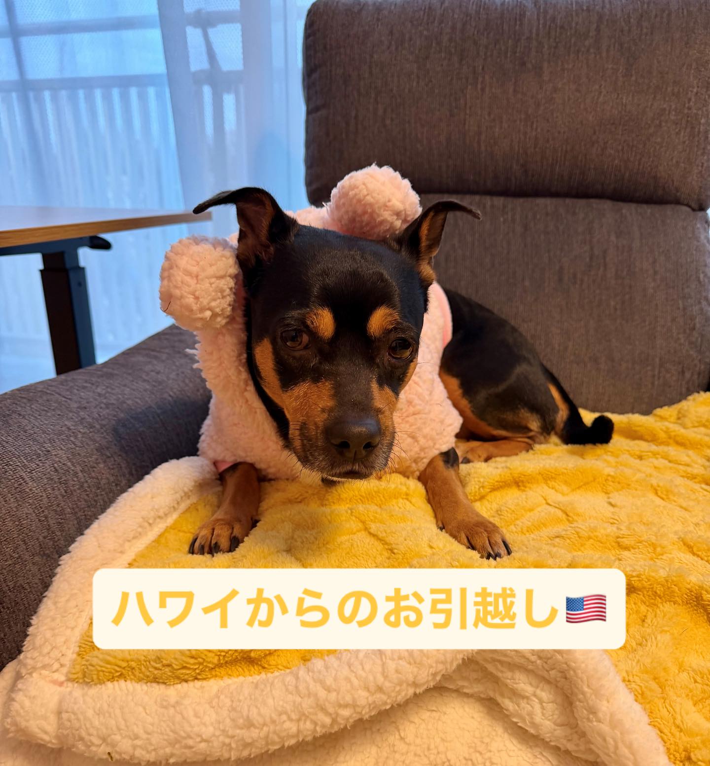 【ハワイからワンちゃん1頭お引越し】 こんにちは、･･･ イメージ1