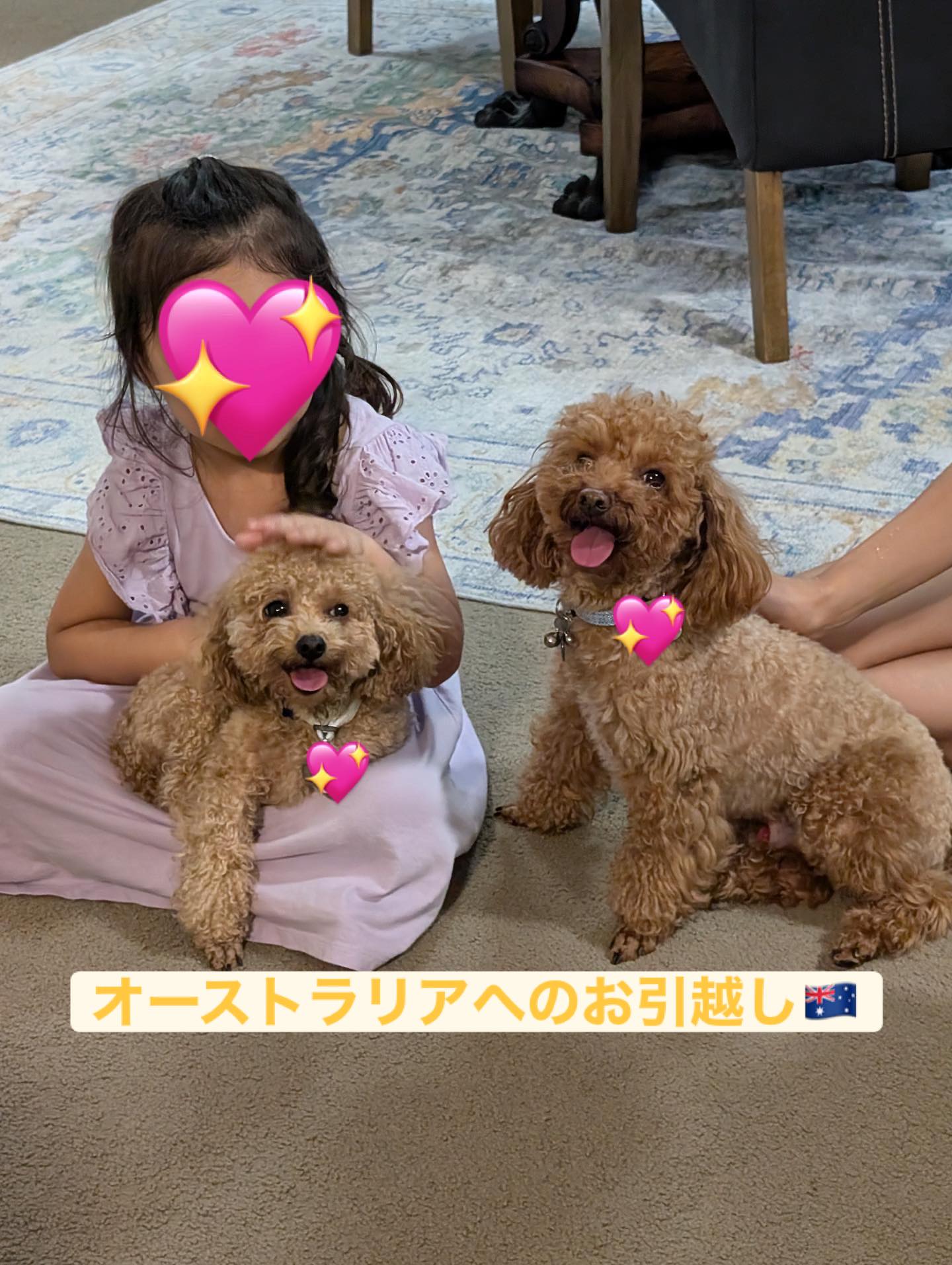 【オーストラリアへワンちゃん2匹お引越し】 こんに・・・ イメージ1