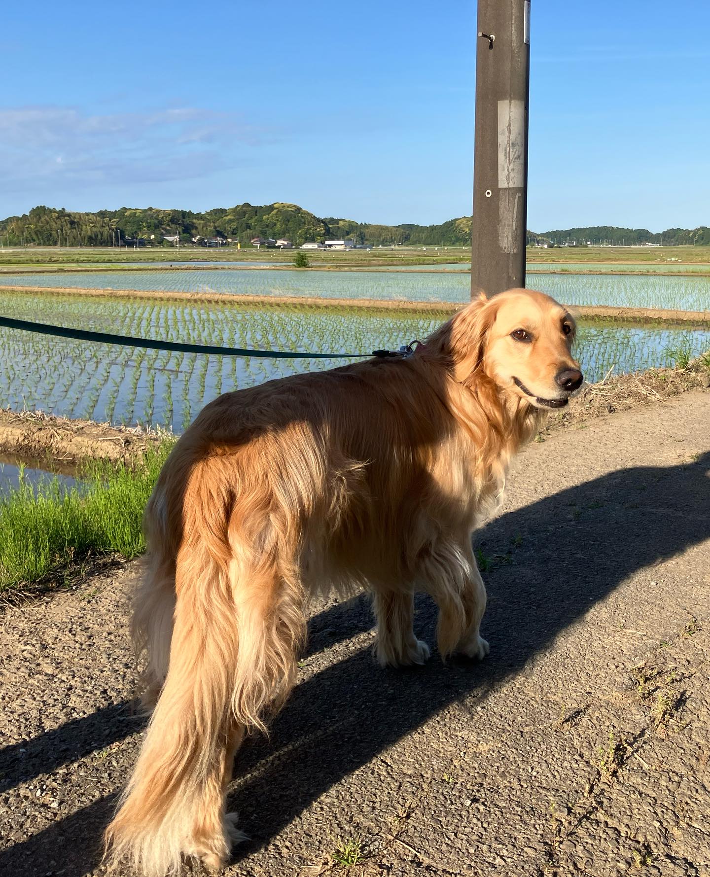【アメリカへワンちゃん1匹のお引越し】🐾 こんにち･･･ イメージ4