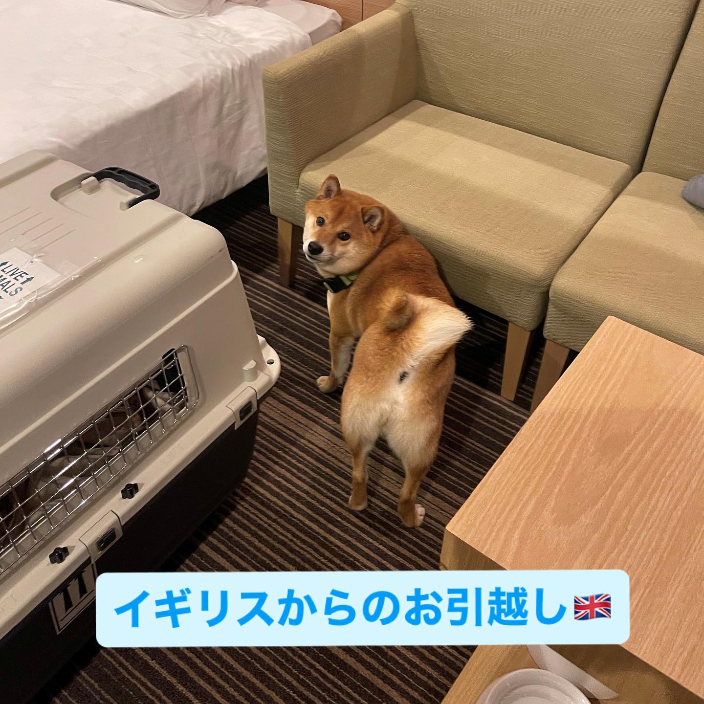 【イギリスからワンちゃん1匹お引越し】 こんにちは・・・ イメージ1