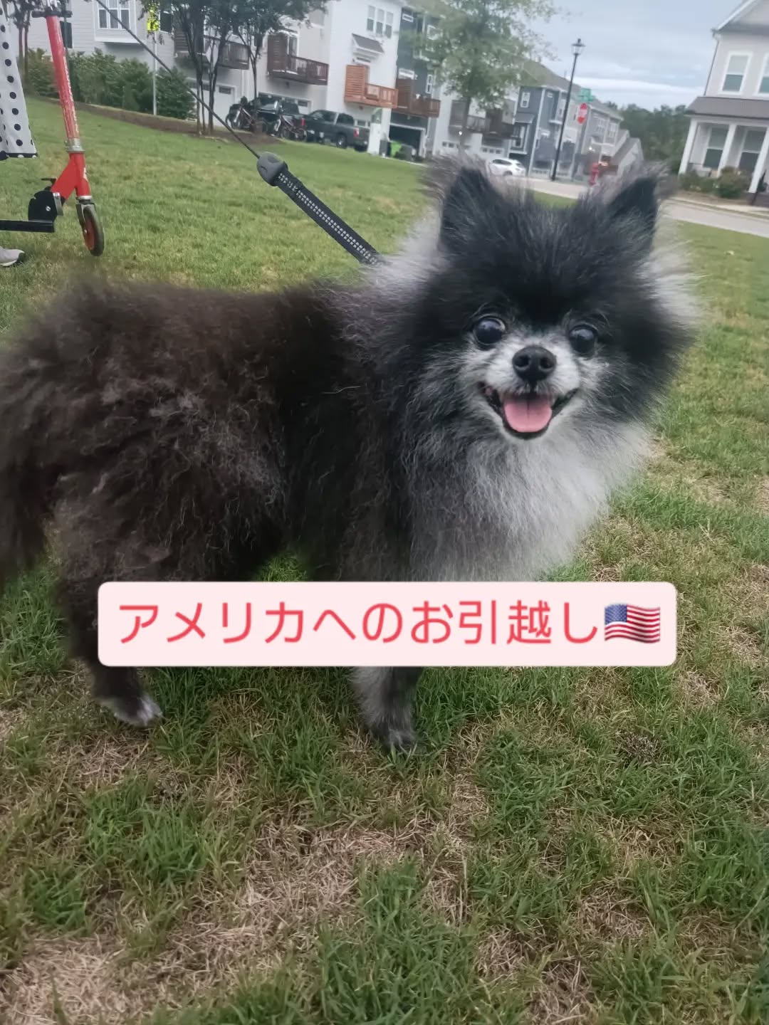 【アメリカへワンちゃん1匹のお引越し】🐾 こんにち･･･ イメージ1