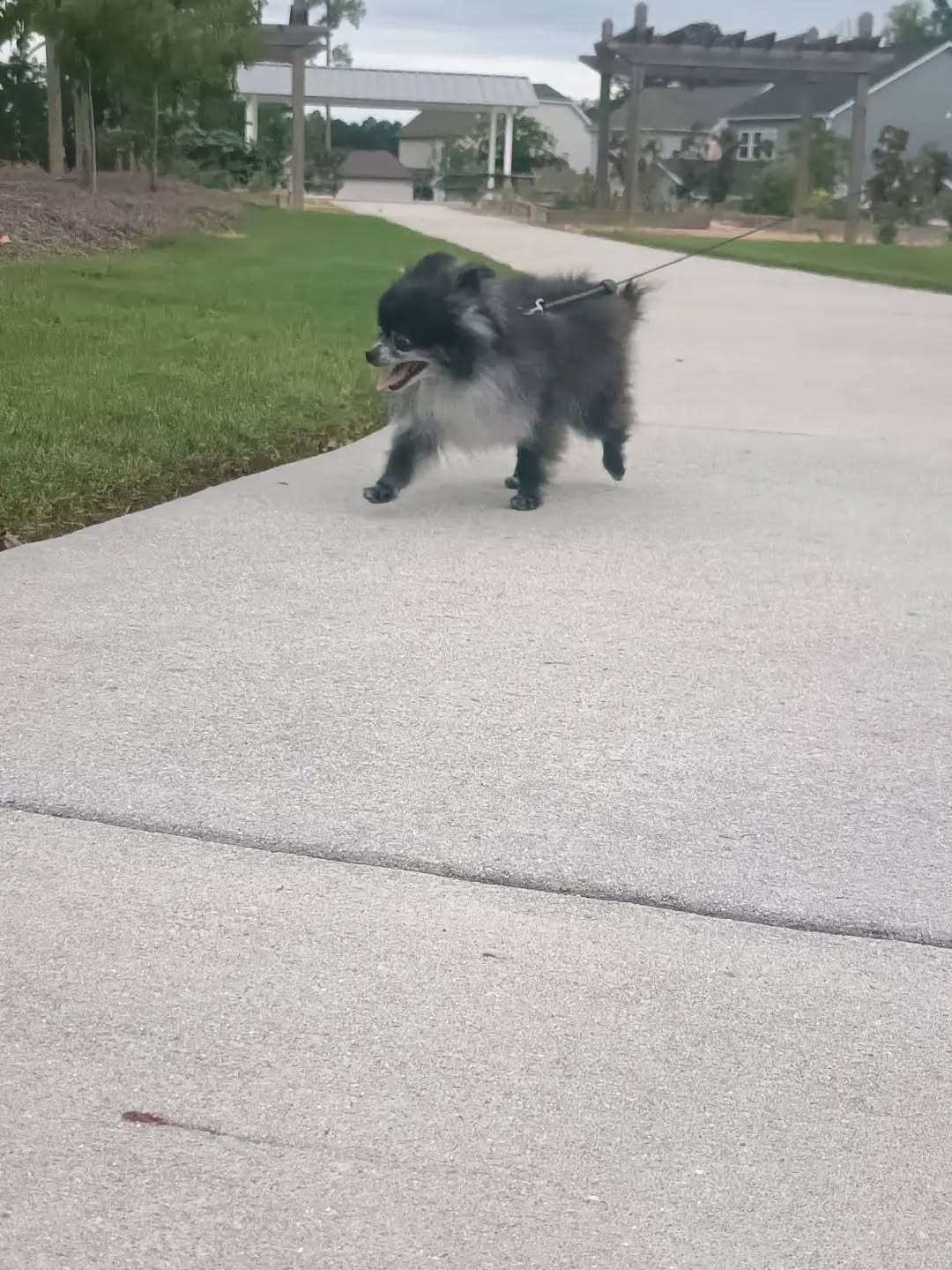 【アメリカへワンちゃん1匹のお引越し】🐾 こんにち･･･ イメージ5