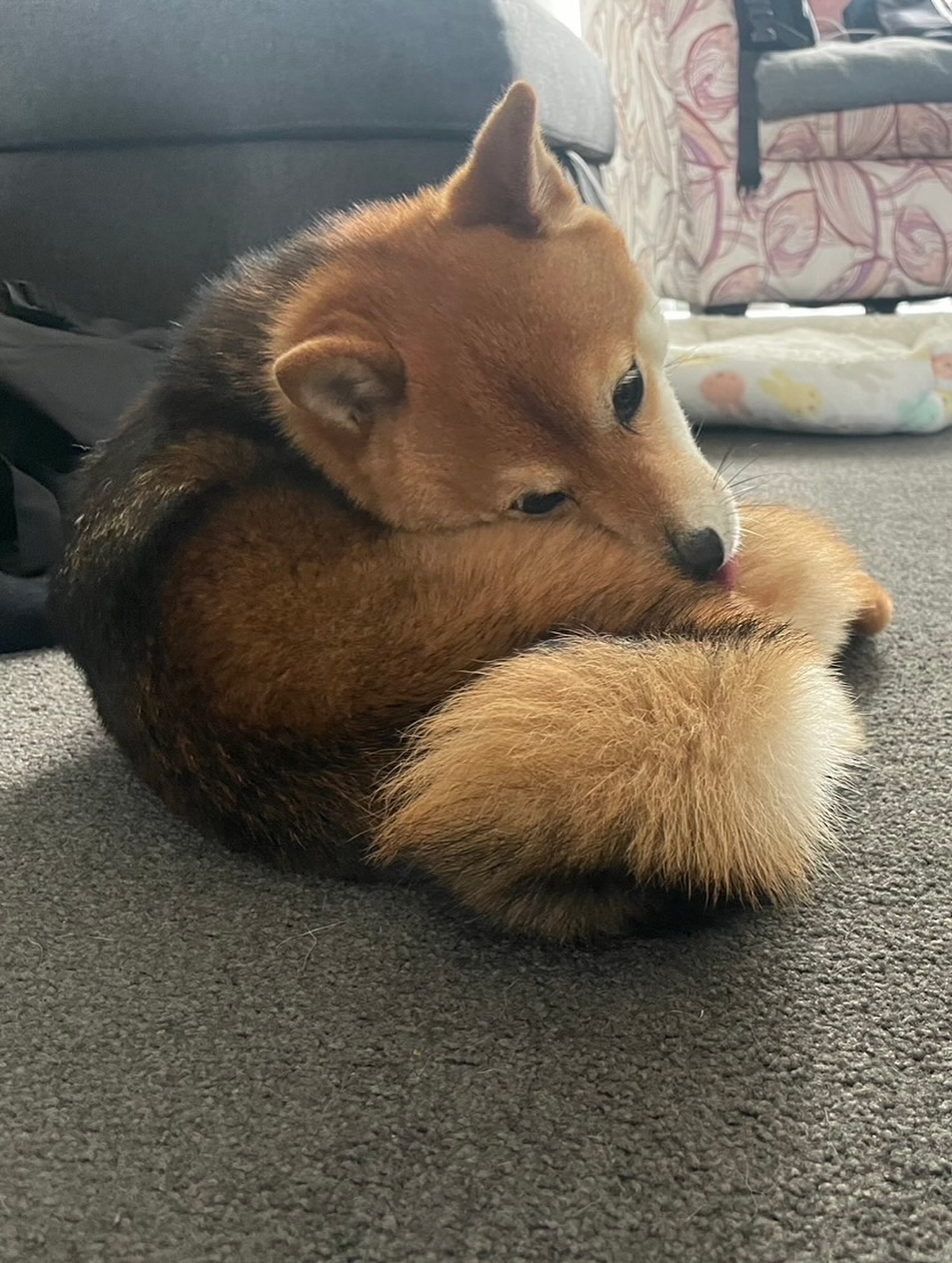 【ニュージーランドへワンちゃん1頭お引越し🐶✈️】・・・ イメージ4