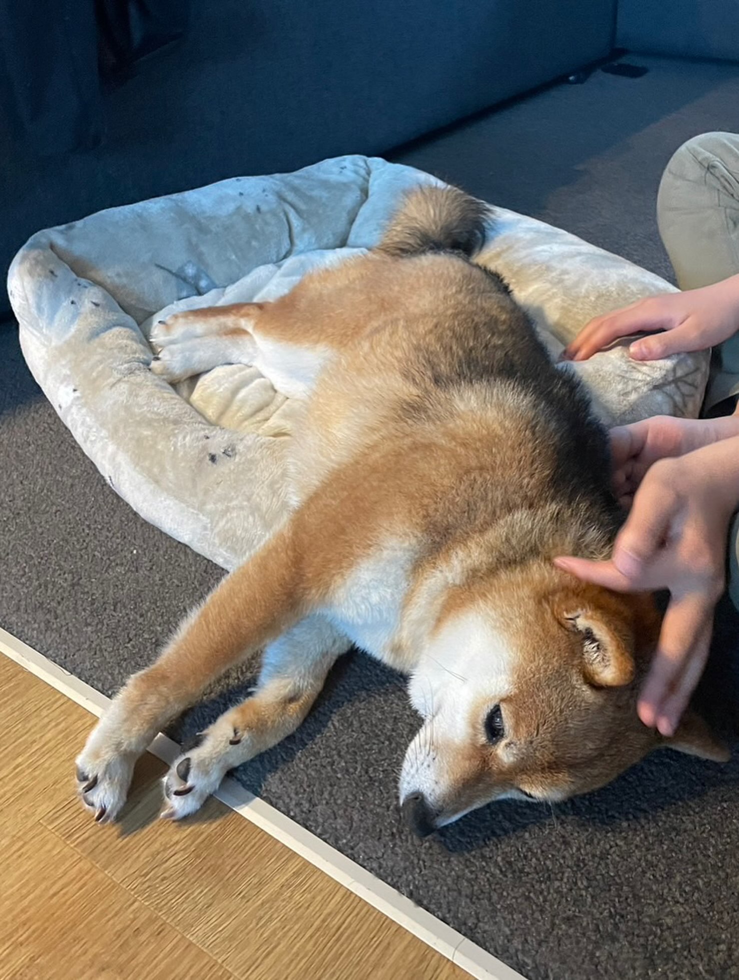 【ニュージーランドへワンちゃん1頭お引越し🐶✈️】・・・ イメージ6